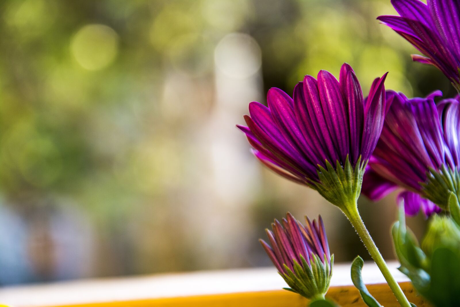 Nikon D7100 sample photo. Flower, bloom, flowers photography
