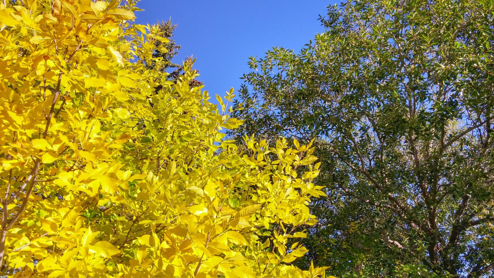 LG G3 sample photo. Leaves, fall, autumn photography