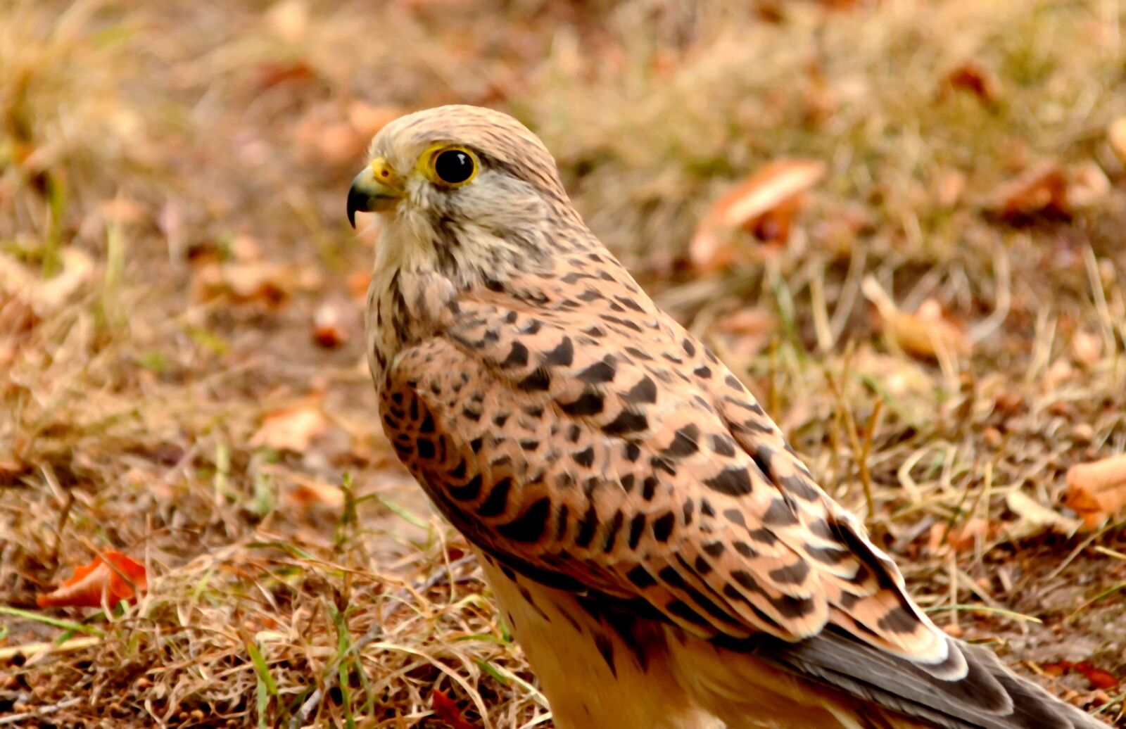 Nikon D5100 sample photo. Animal, avian, beak photography