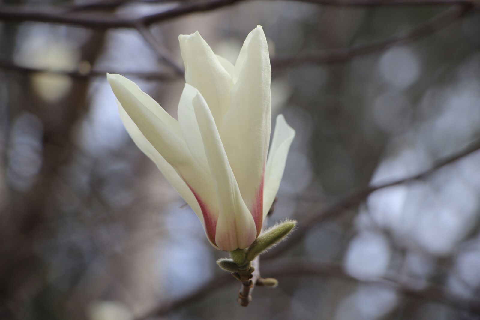 Canon EOS 600D (Rebel EOS T3i / EOS Kiss X5) sample photo. Flower, mangnolia, mangnolia flower photography
