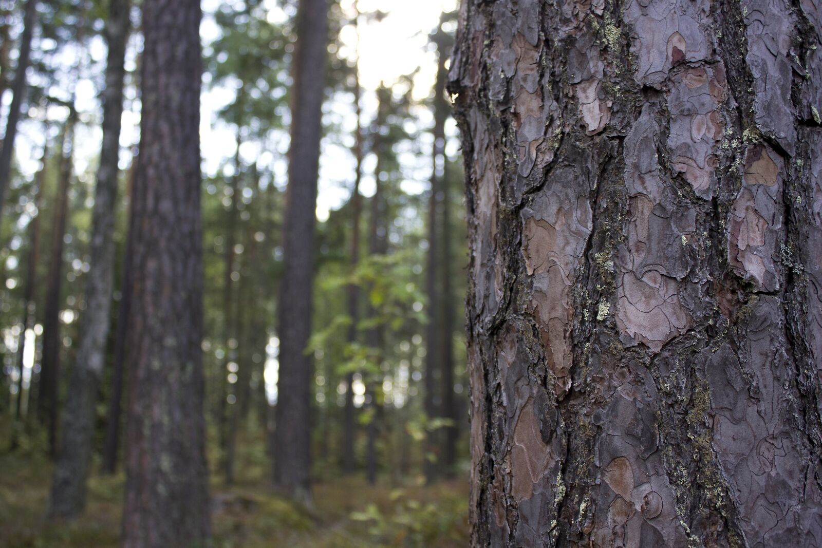 Canon EF-S 18-55mm F3.5-5.6 IS sample photo. Bark, pine, forest photography