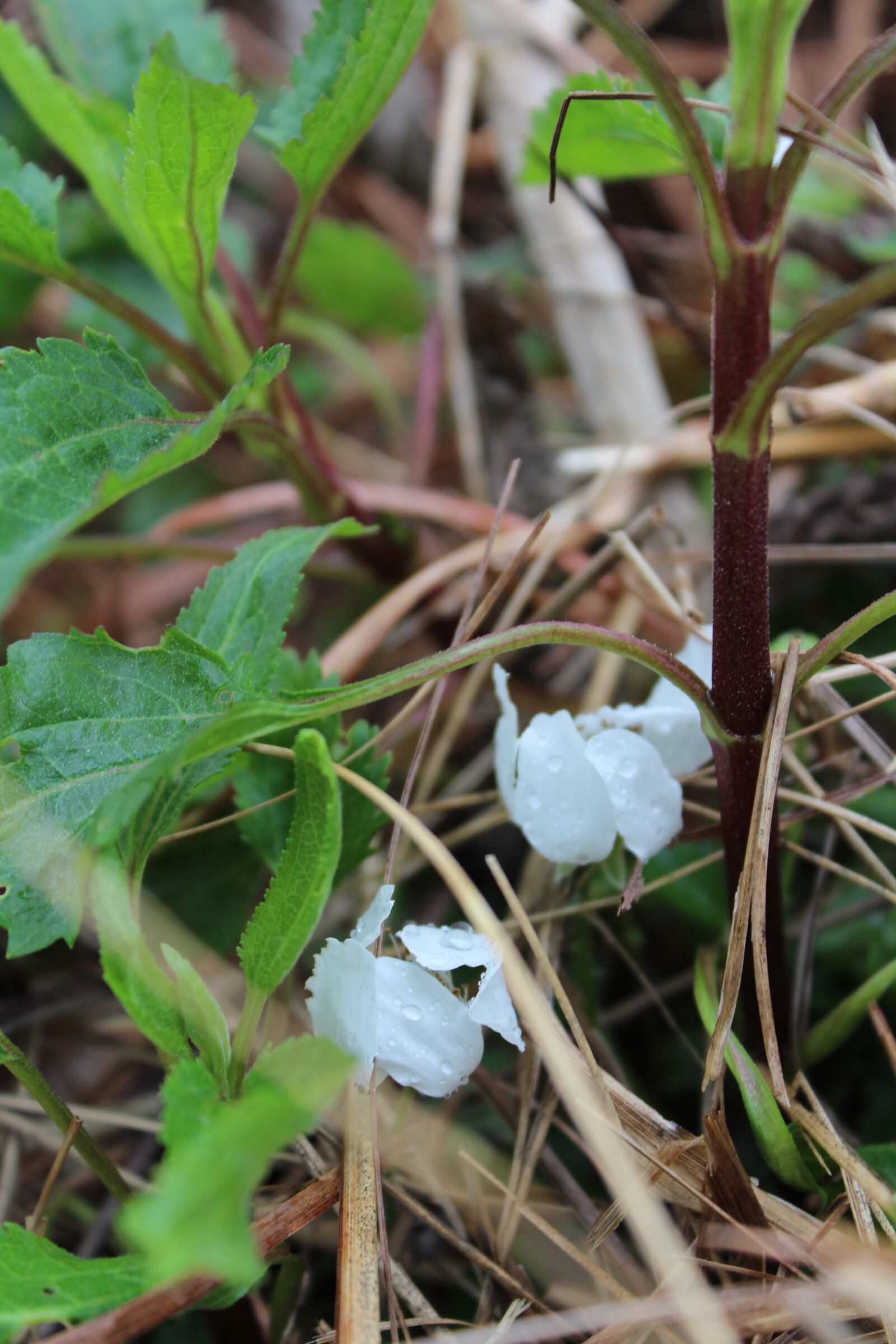 Canon EOS 650D (EOS Rebel T4i / EOS Kiss X6i) sample photo. Wildflower, woods, pine needles photography