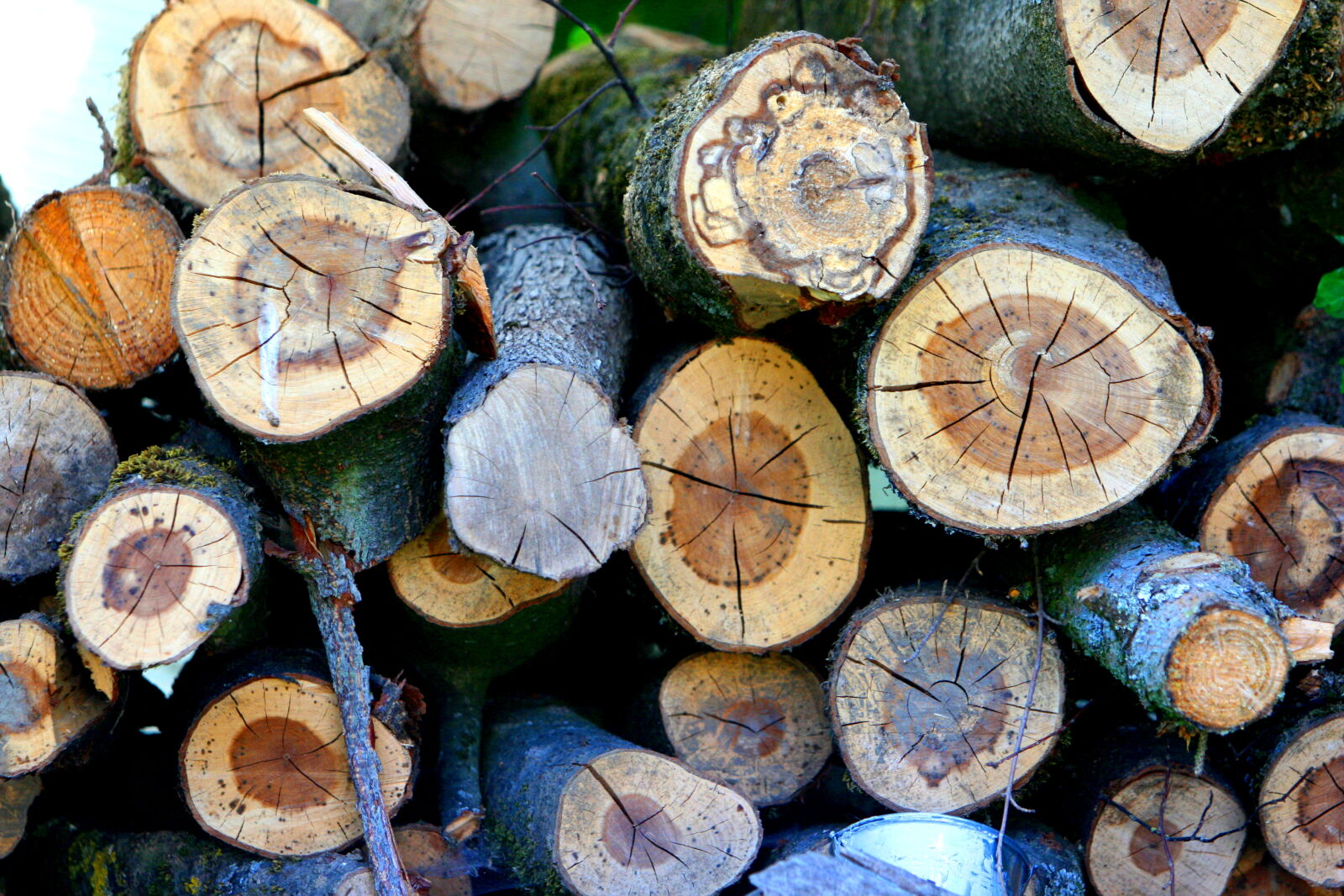 Canon EF 70-200mm F2.8L IS USM sample photo. Brown, chopped, wood, driftwood photography