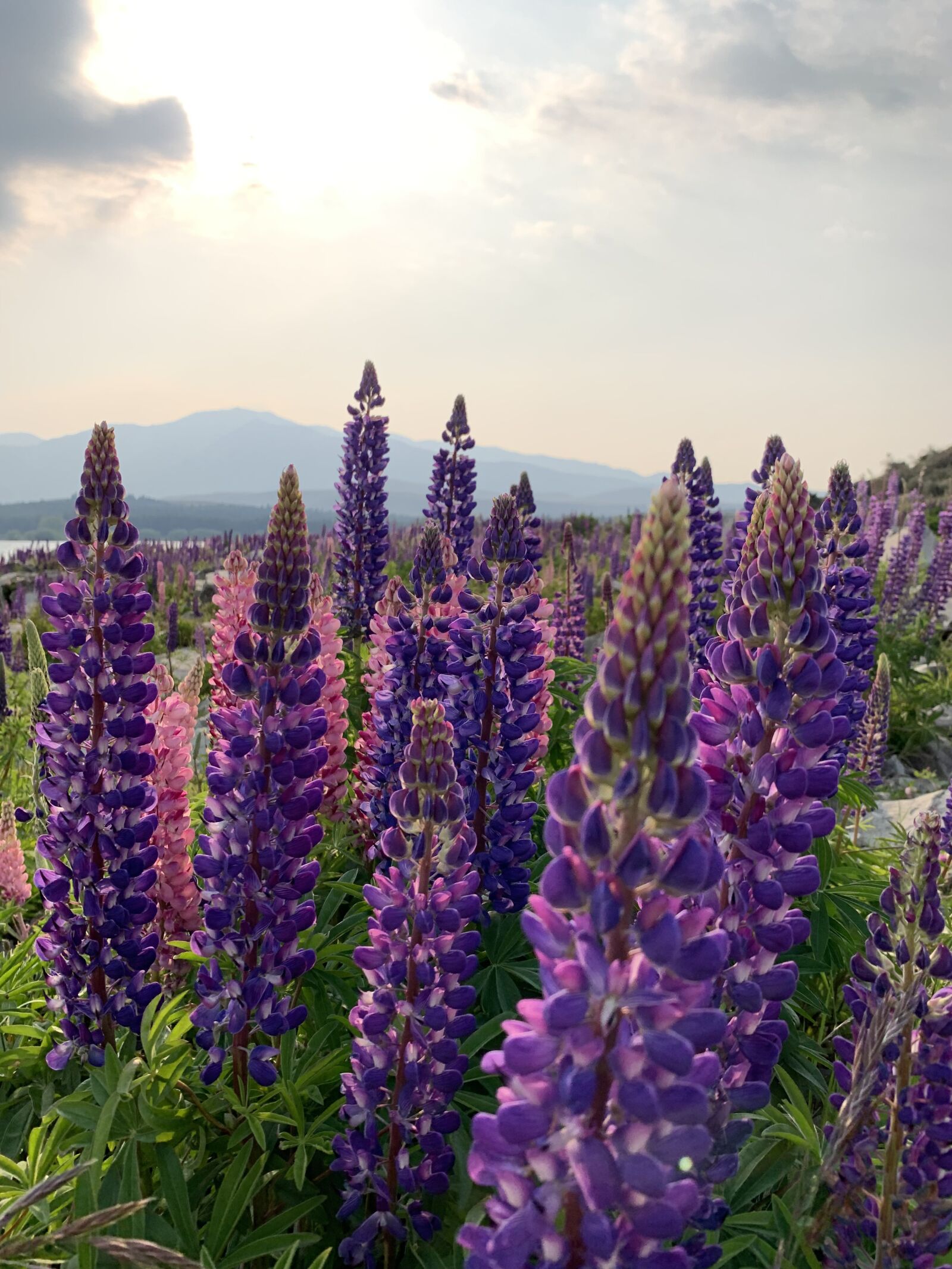 Apple iPhone XS sample photo. New zealand, lupin, flowers photography