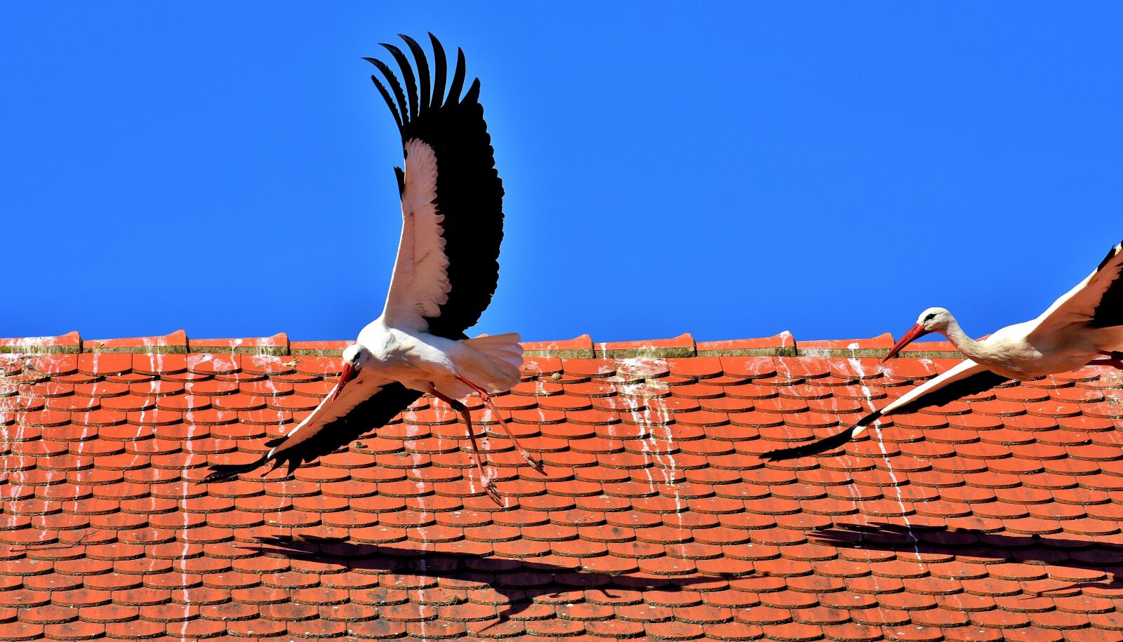 Nikon D7200 sample photo. Storks, birds, flying photography