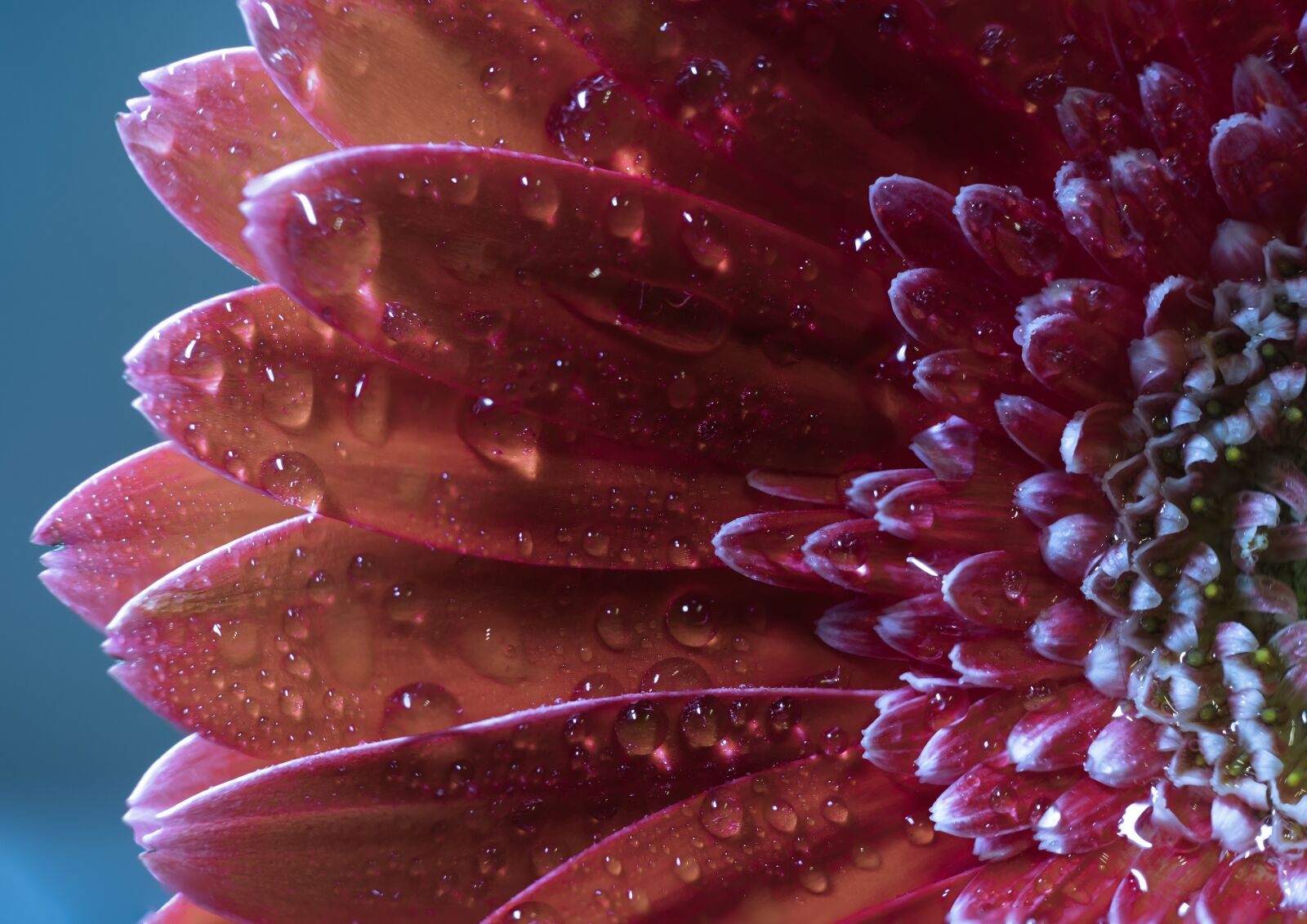 Fujifilm X-T20 + Fujifilm XF 60mm F2.4 R Macro sample photo. Red, petals, nature photography