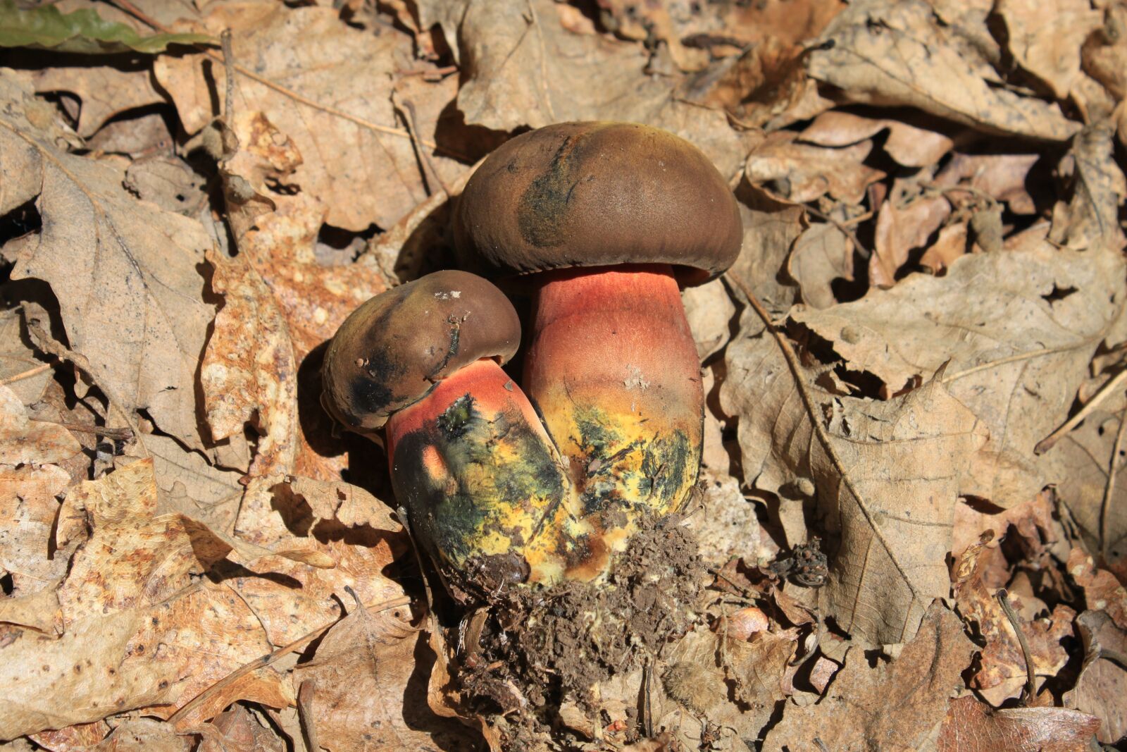 Canon EOS 500D (EOS Rebel T1i / EOS Kiss X3) sample photo. Blue, boletus, erythropus photography
