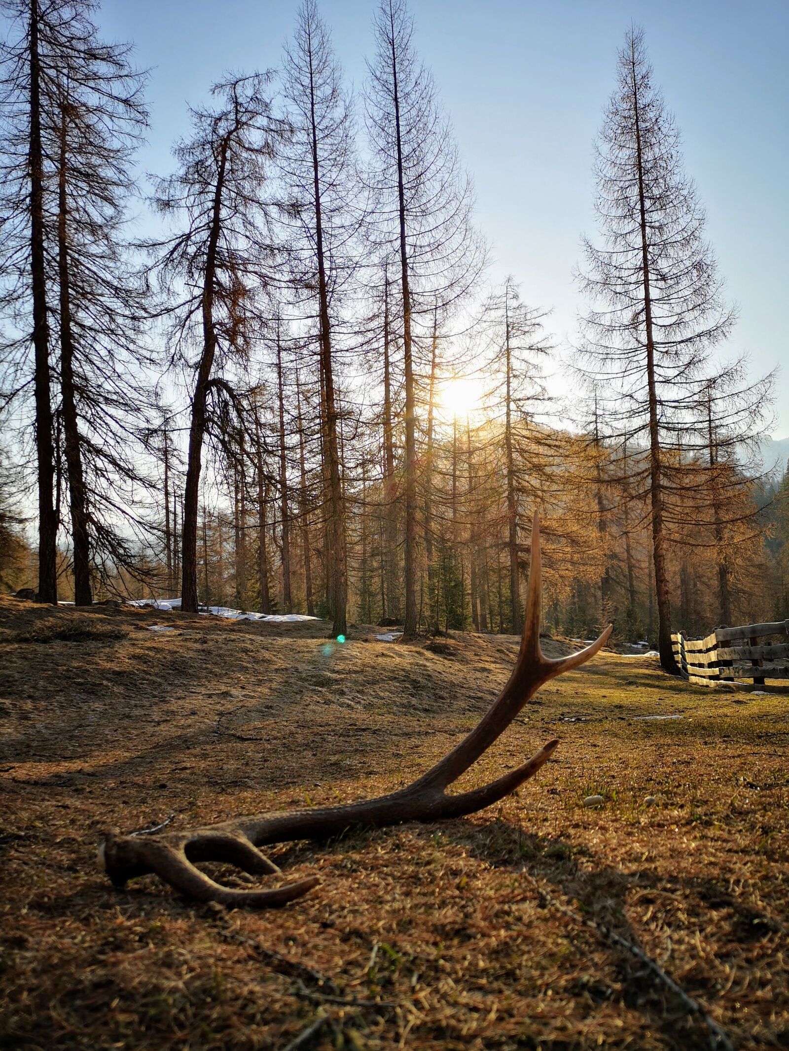 HUAWEI CLT-L09 sample photo. Nature, deer, stage photography