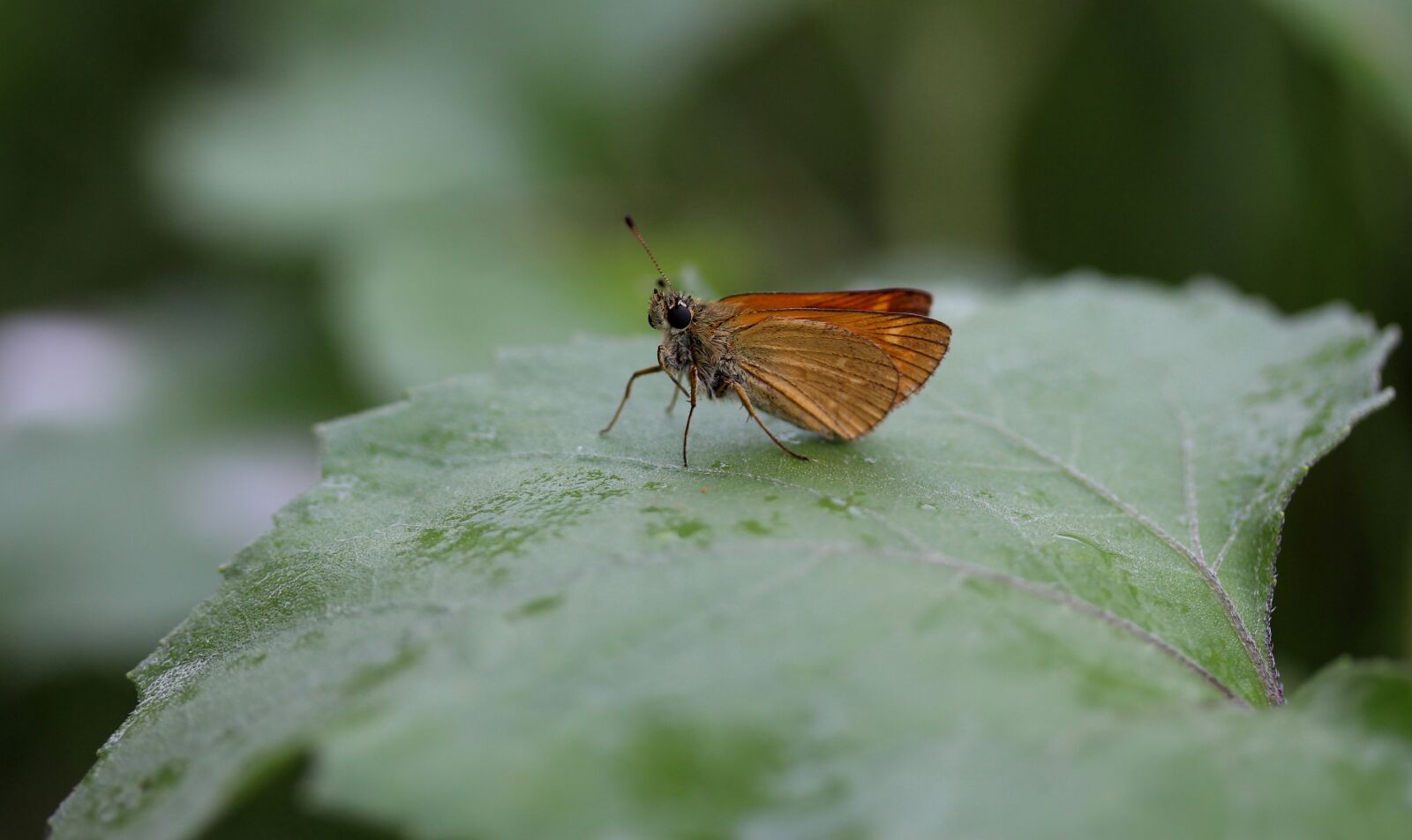 Canon EF-S 60mm F2.8 Macro USM sample photo. Butterfly, brown, leaf photography