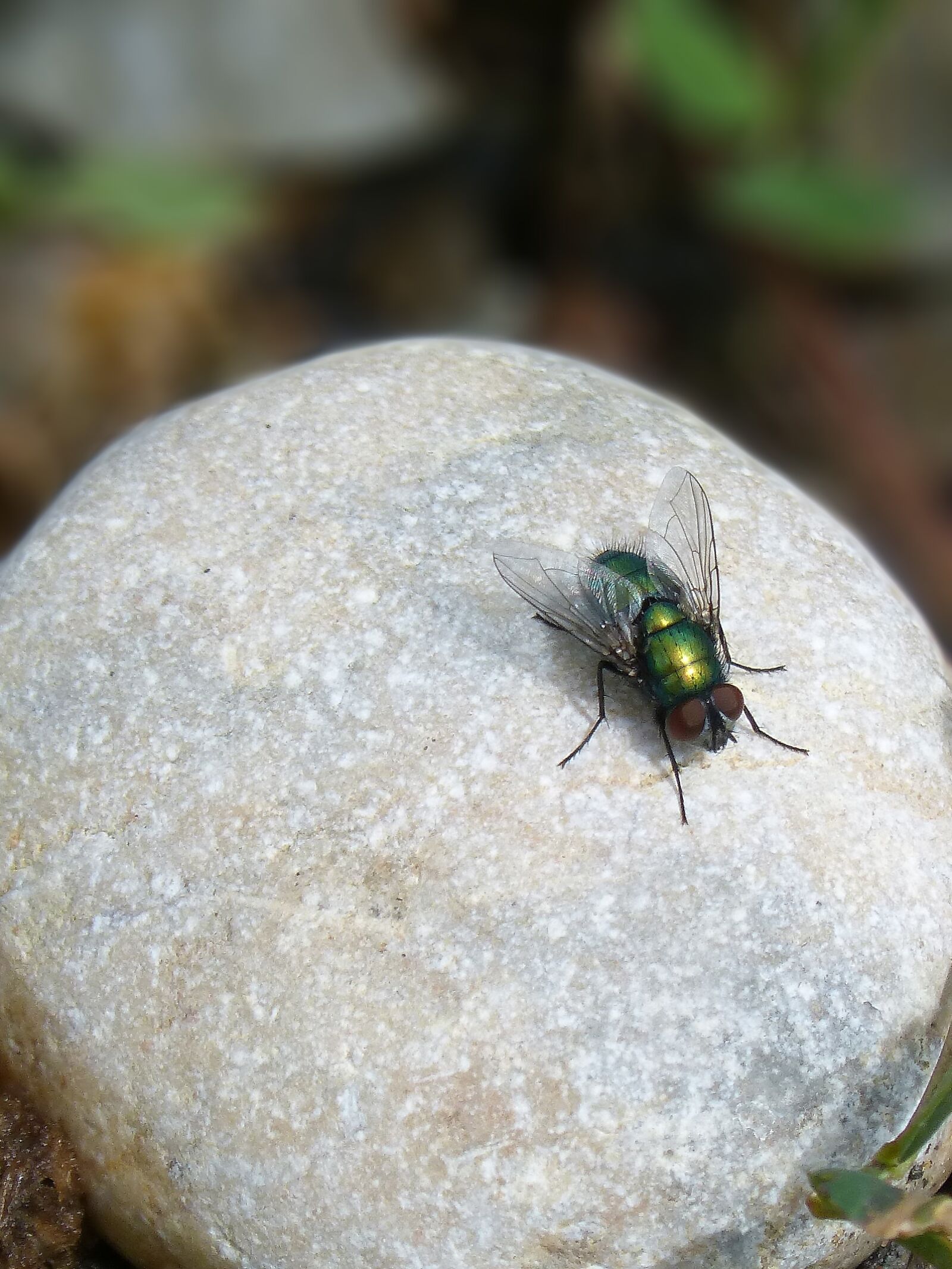 Panasonic DMC-FZ62 sample photo. Botfly, bright, metallic photography