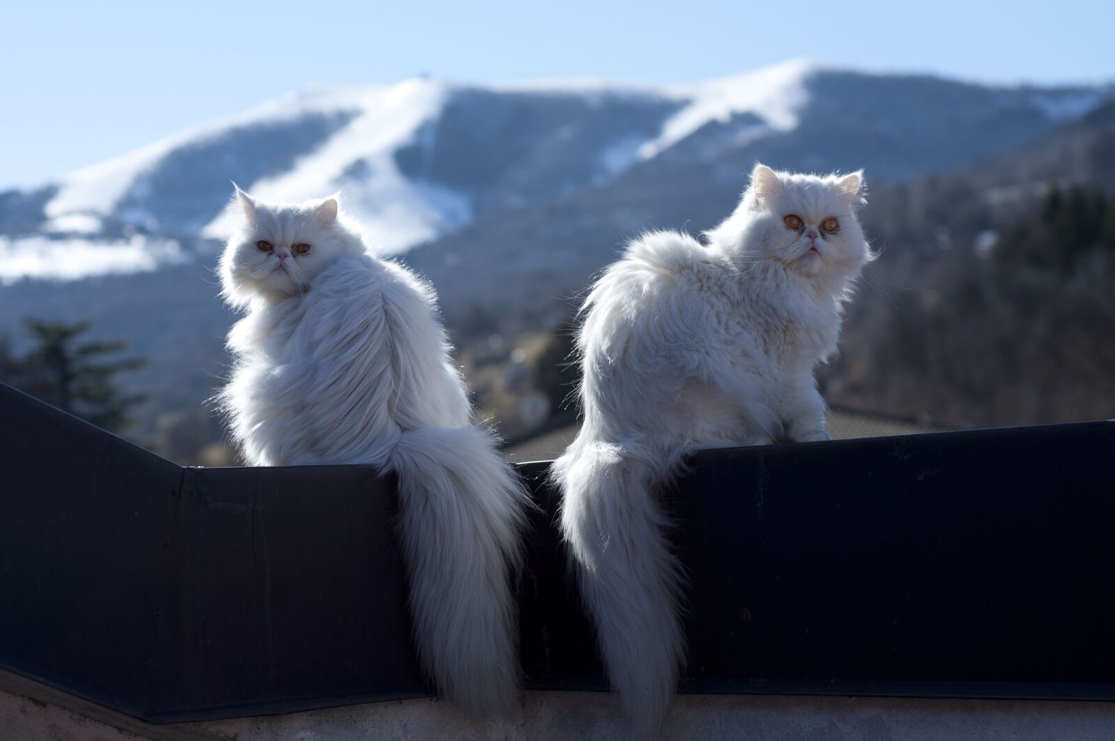 Nikon D90 sample photo. Cat, atoo, white photography
