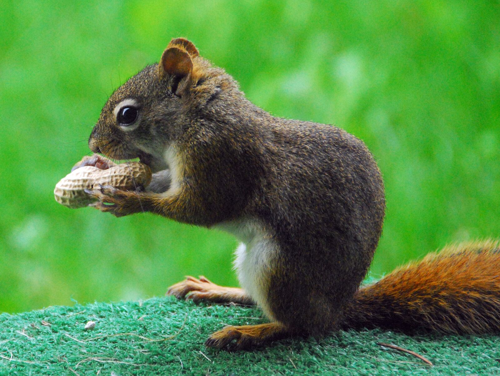 Nikon D200 sample photo. Squirrel, feeding, mammal photography