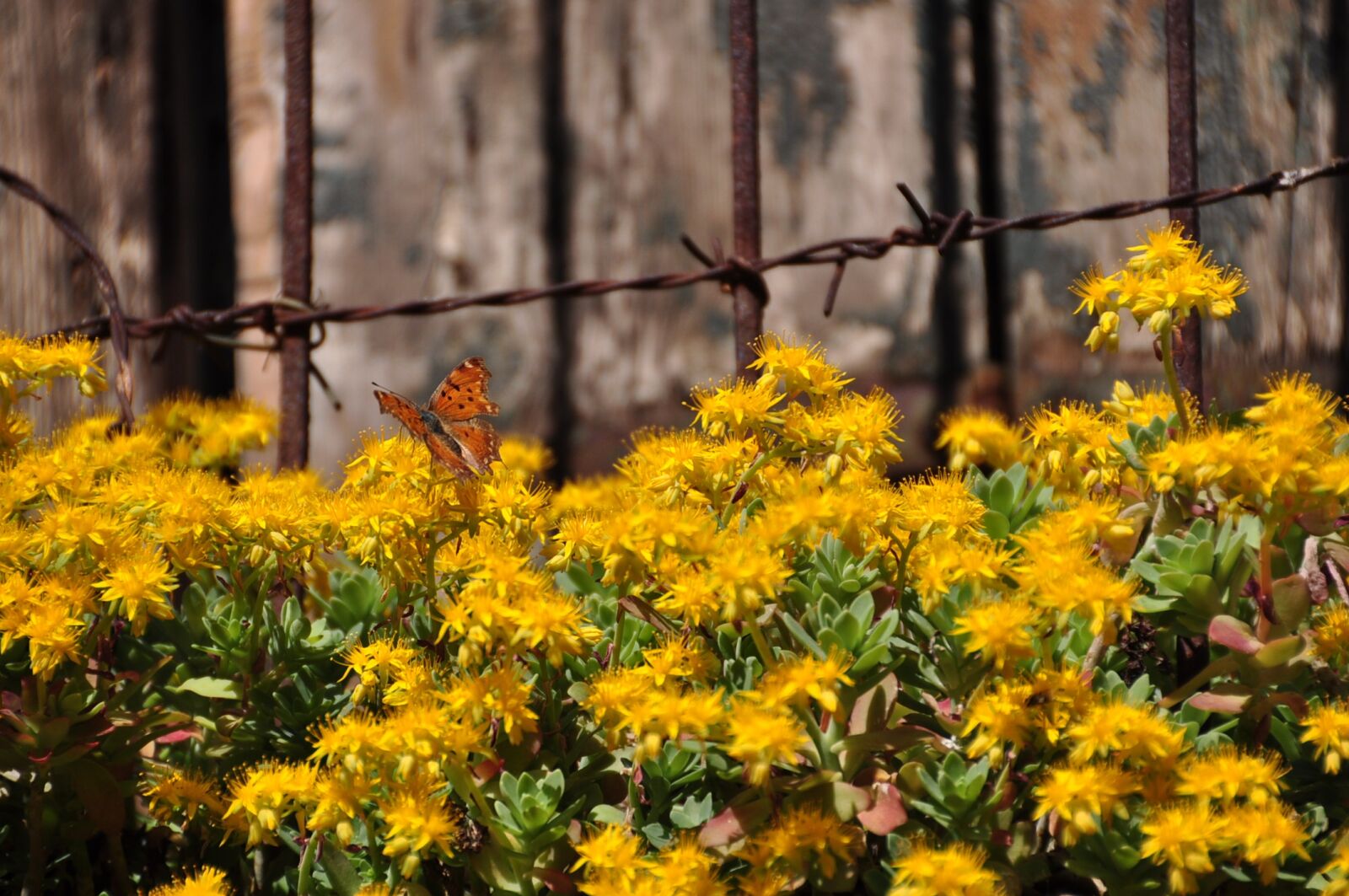 Nikon D5000 sample photo. Flower, nature, plant photography