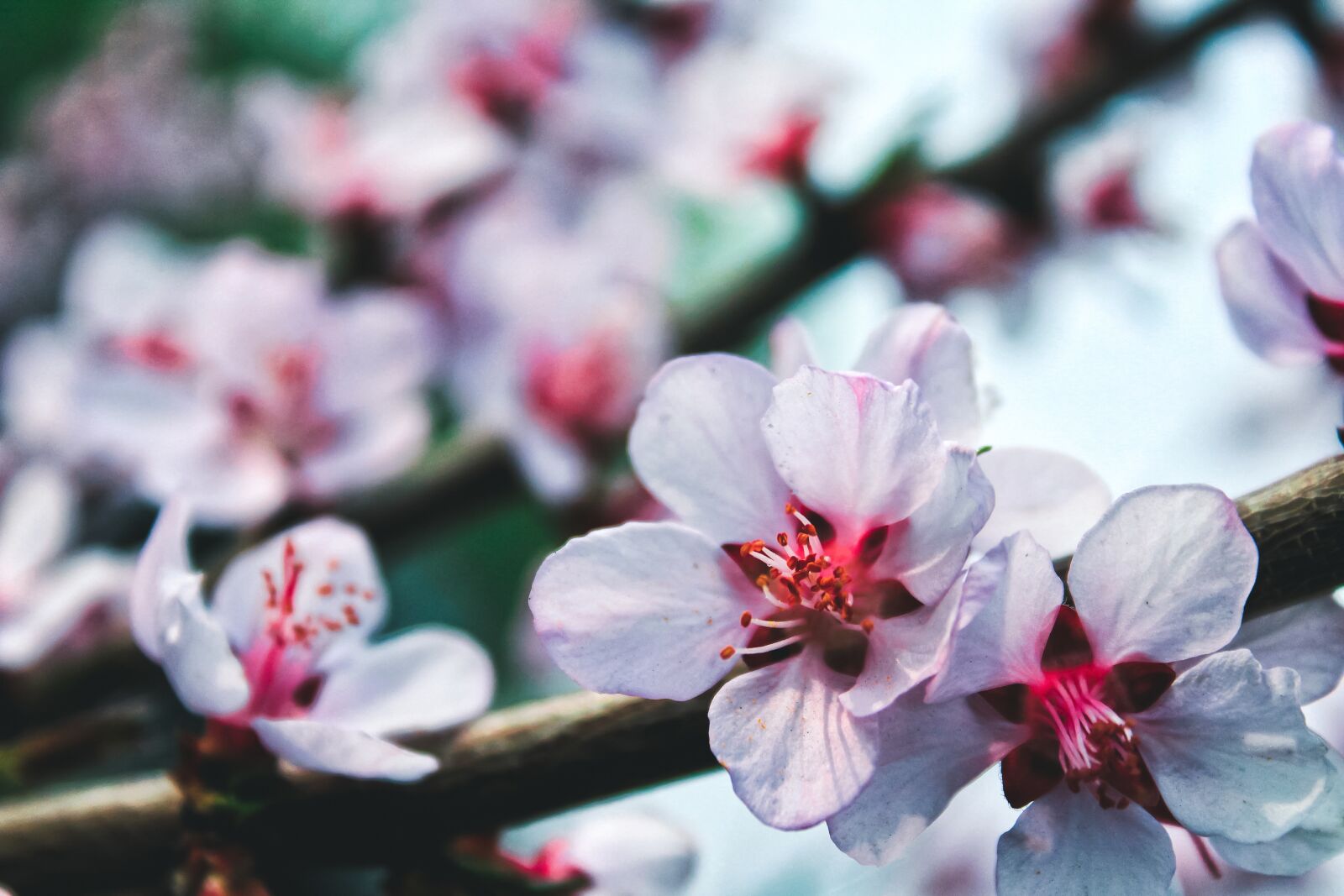 Canon EOS 1300D (EOS Rebel T6 / EOS Kiss X80) sample photo. Peach blossom, flower, spring photography