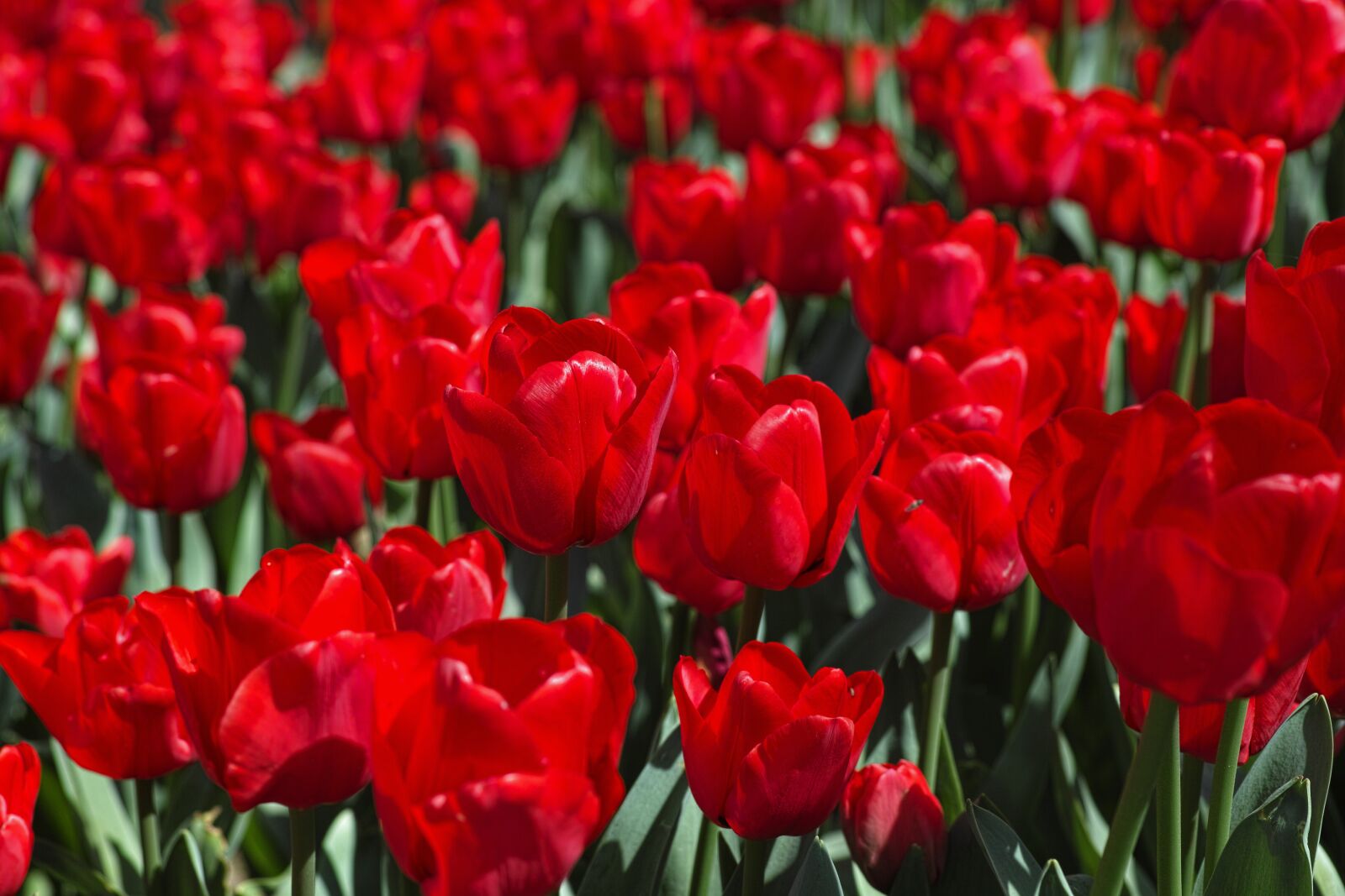 Sigma DP3 Merrill sample photo. Tulips, flower, tulip festival photography