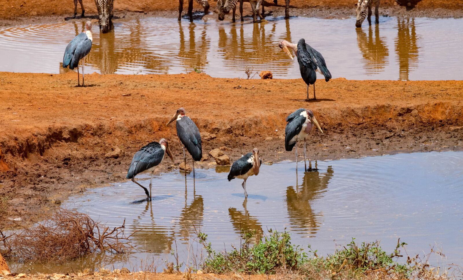 Canon EOS 80D sample photo. Africa, kenya, safari photography