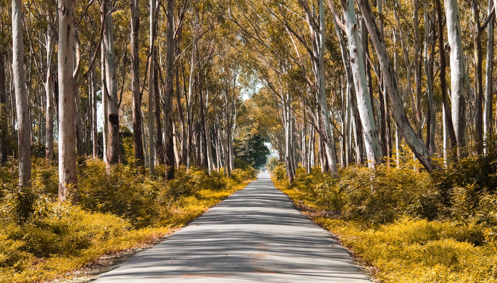 Canon EOS 700D (EOS Rebel T5i / EOS Kiss X7i) sample photo. Path, road, lane photography