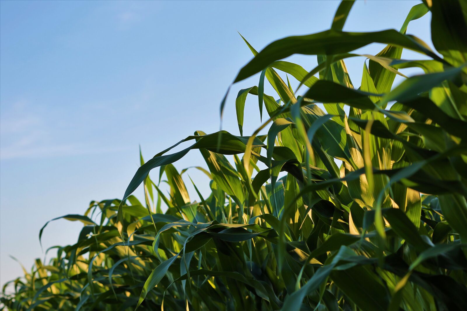 Canon EF 70-300 F4-5.6 IS II USM sample photo. Agriculture, corn, plant photography