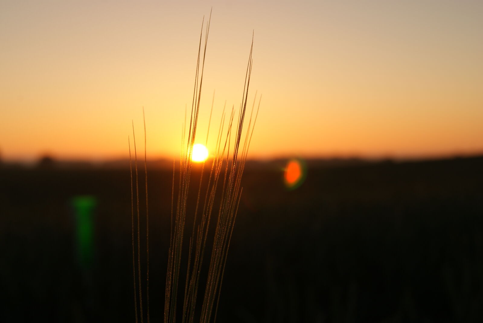 Sony Alpha DSLR-A230 sample photo. Grass, morning, sun, sunrise photography