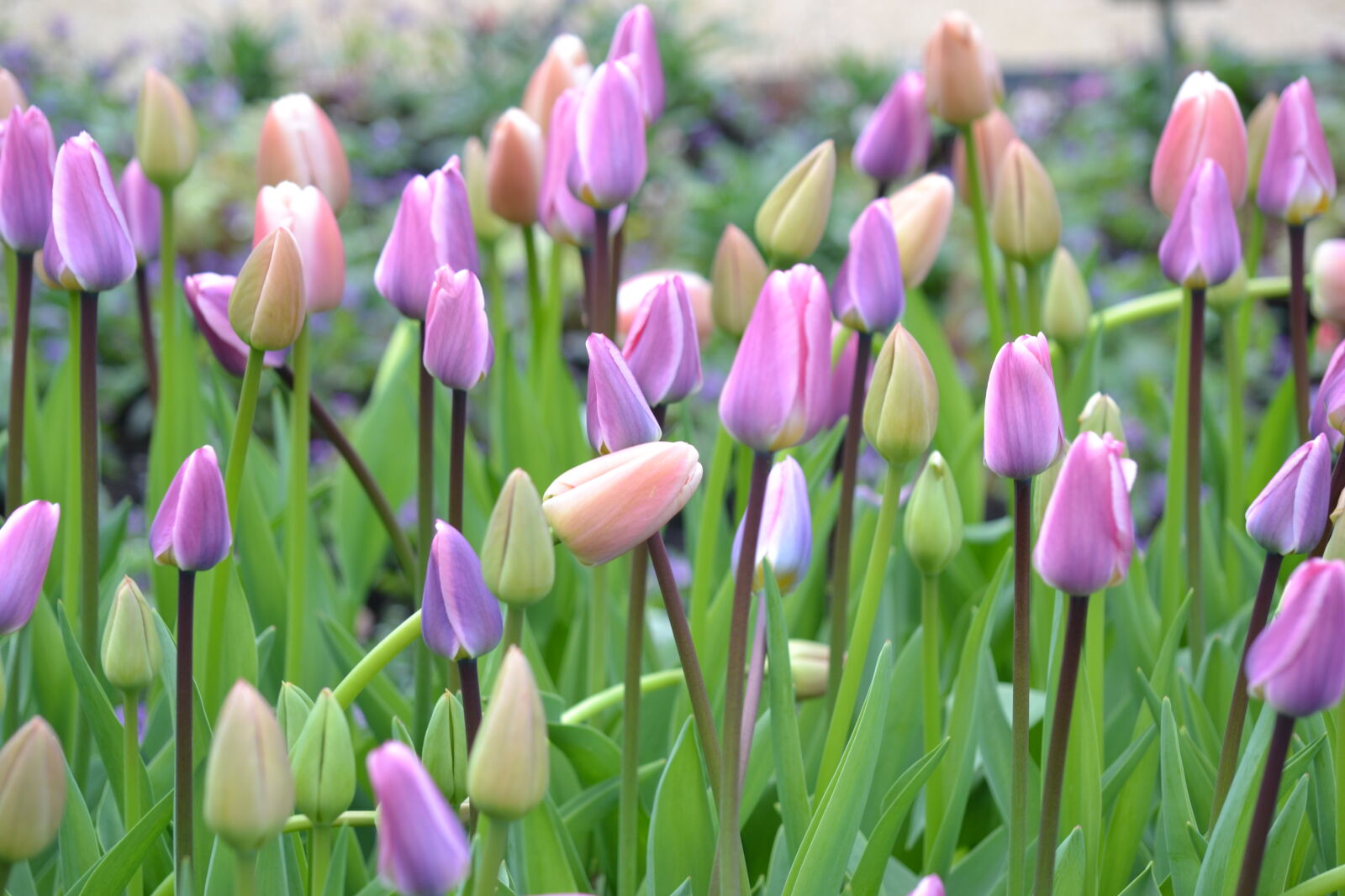 Nikon D3100 sample photo. Purple, flowers, spring, spring photography