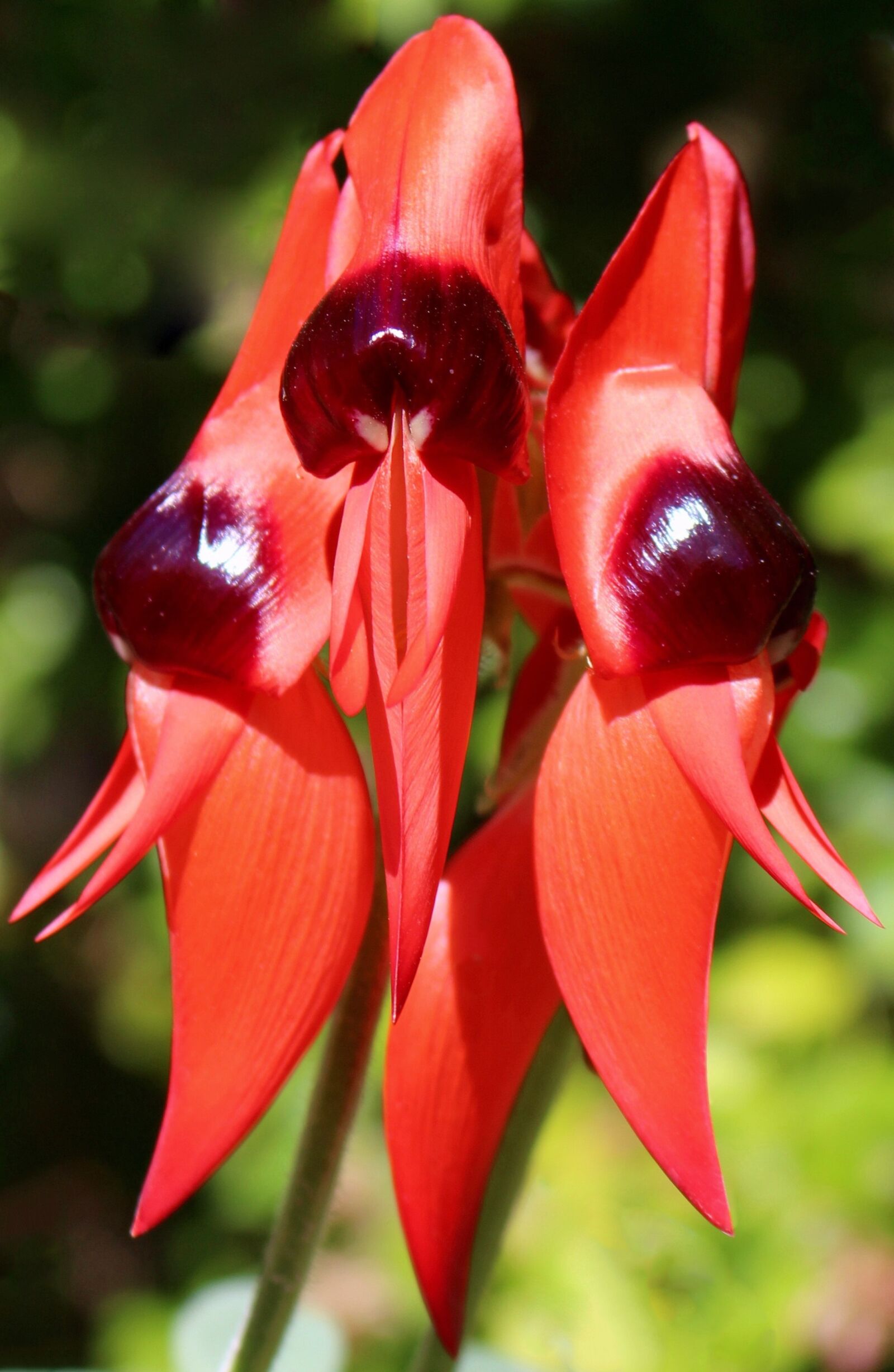 Canon EOS 700D (EOS Rebel T5i / EOS Kiss X7i) sample photo. Sturt's desert pea, floral photography