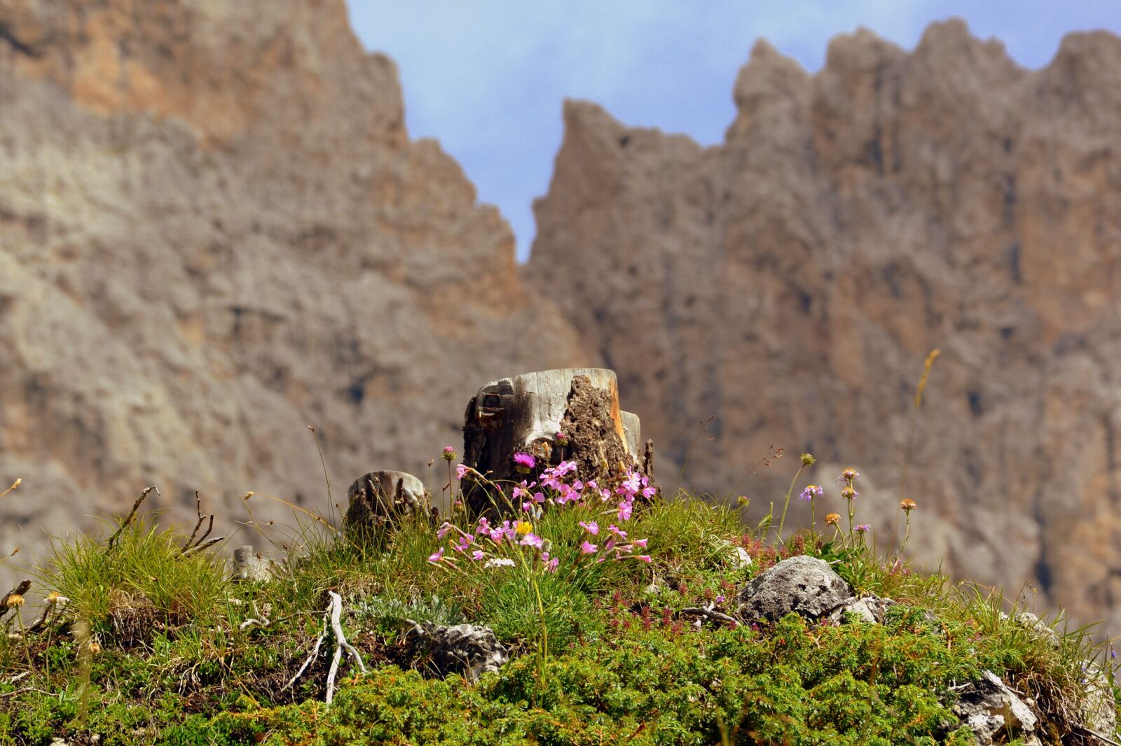 Nikon D7100 sample photo. Flowers, trunk, prato photography