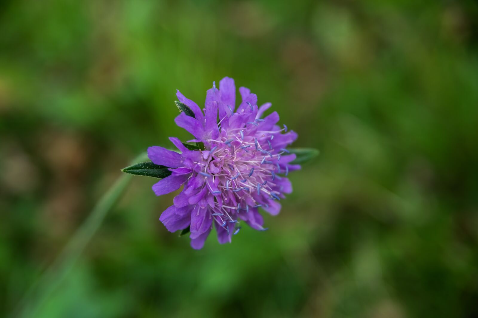 Nikon D5300 sample photo. Flower, nature, wild photography