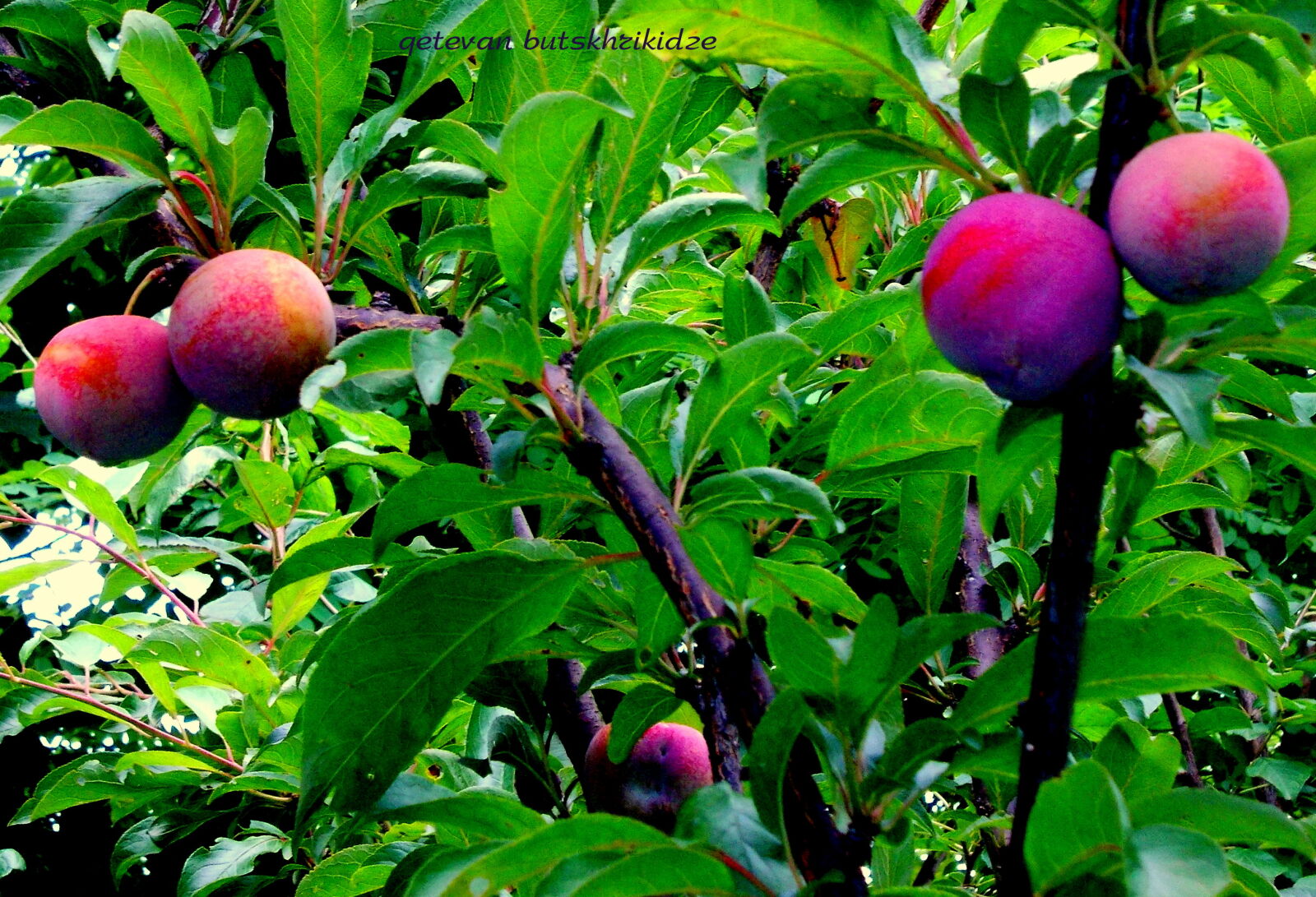 Nikon COOLPIX L25 sample photo. Fruits, village photography