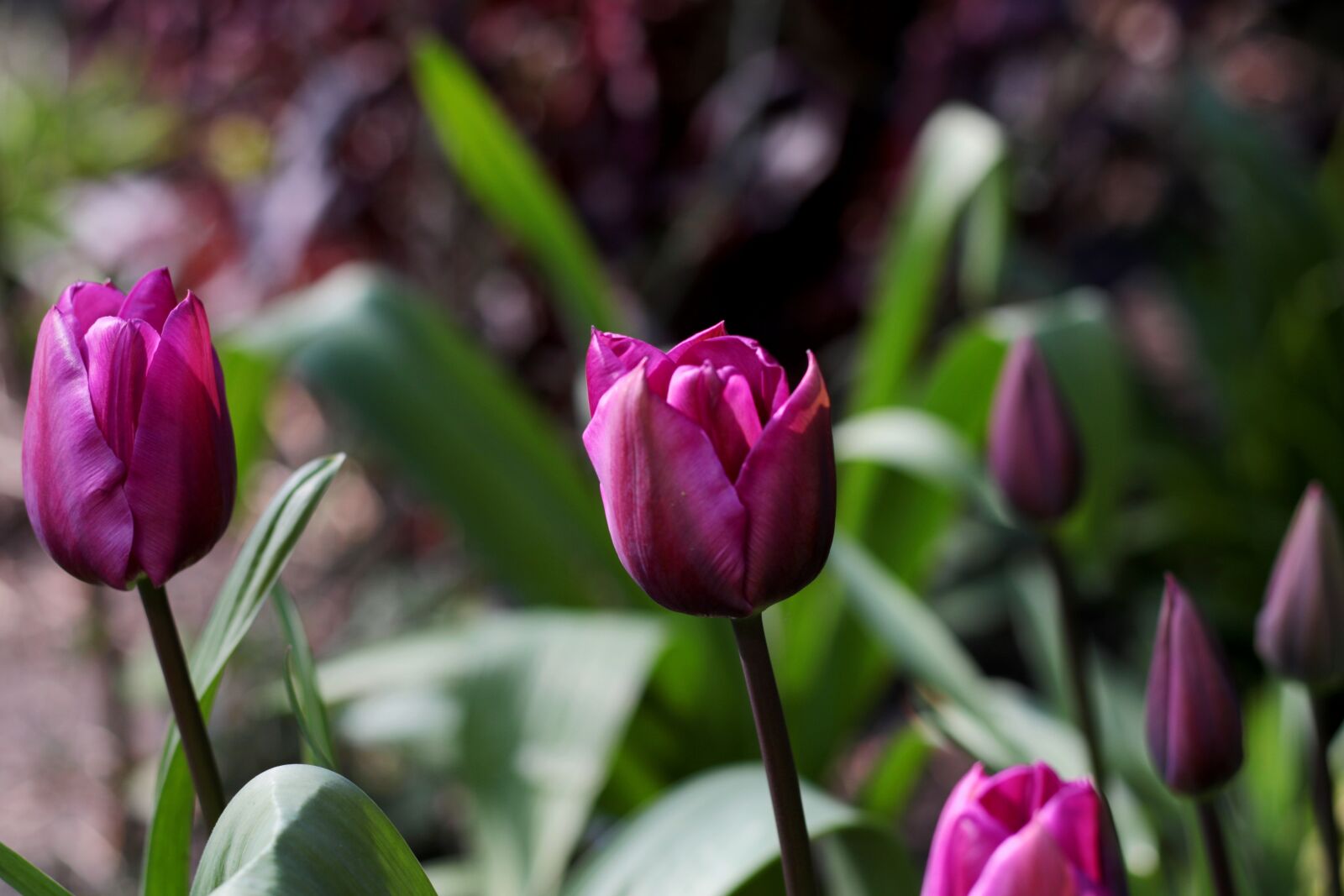 Canon EOS 7D Mark II sample photo. Tulipa triumph purple prince photography
