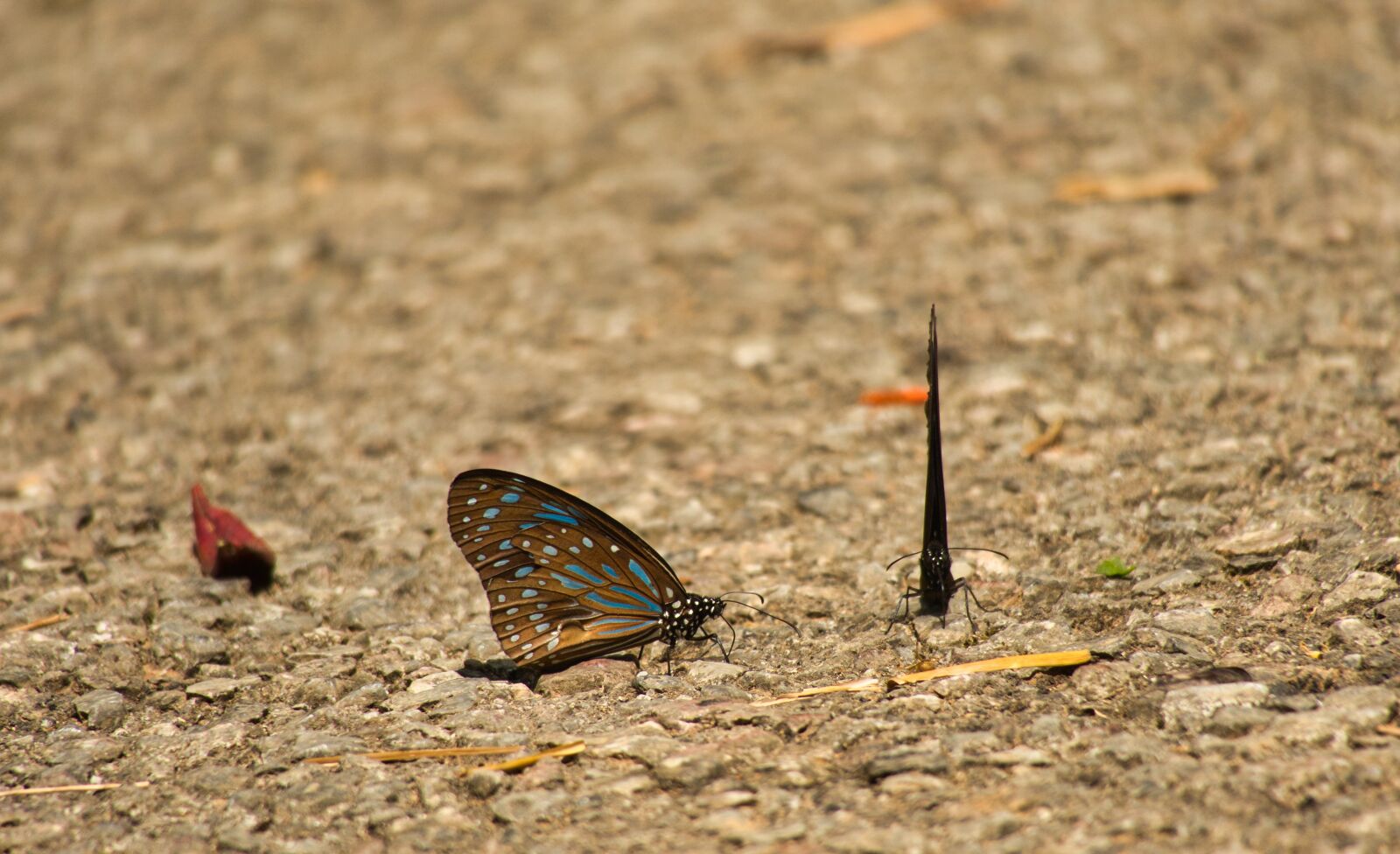 Canon PowerShot G3 X sample photo. Butterfly, dark blue tiger photography
