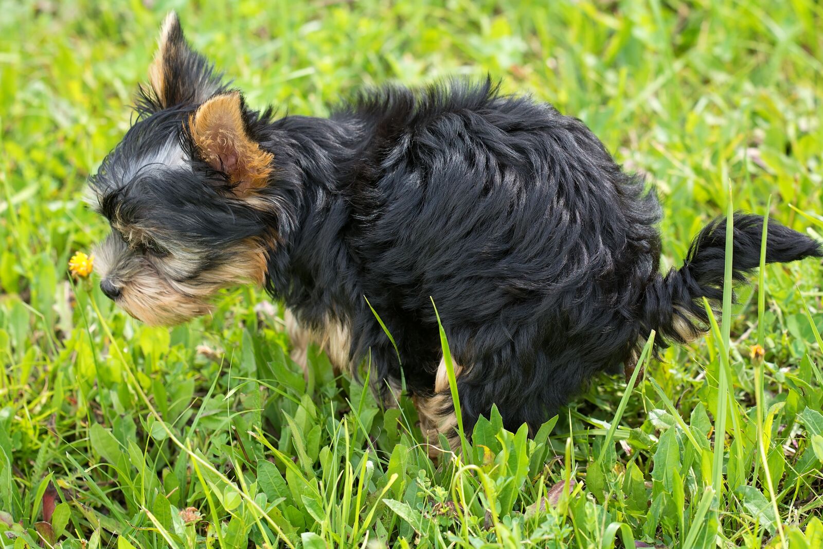 Nikon D7100 sample photo. Dog, puppy, animal photography