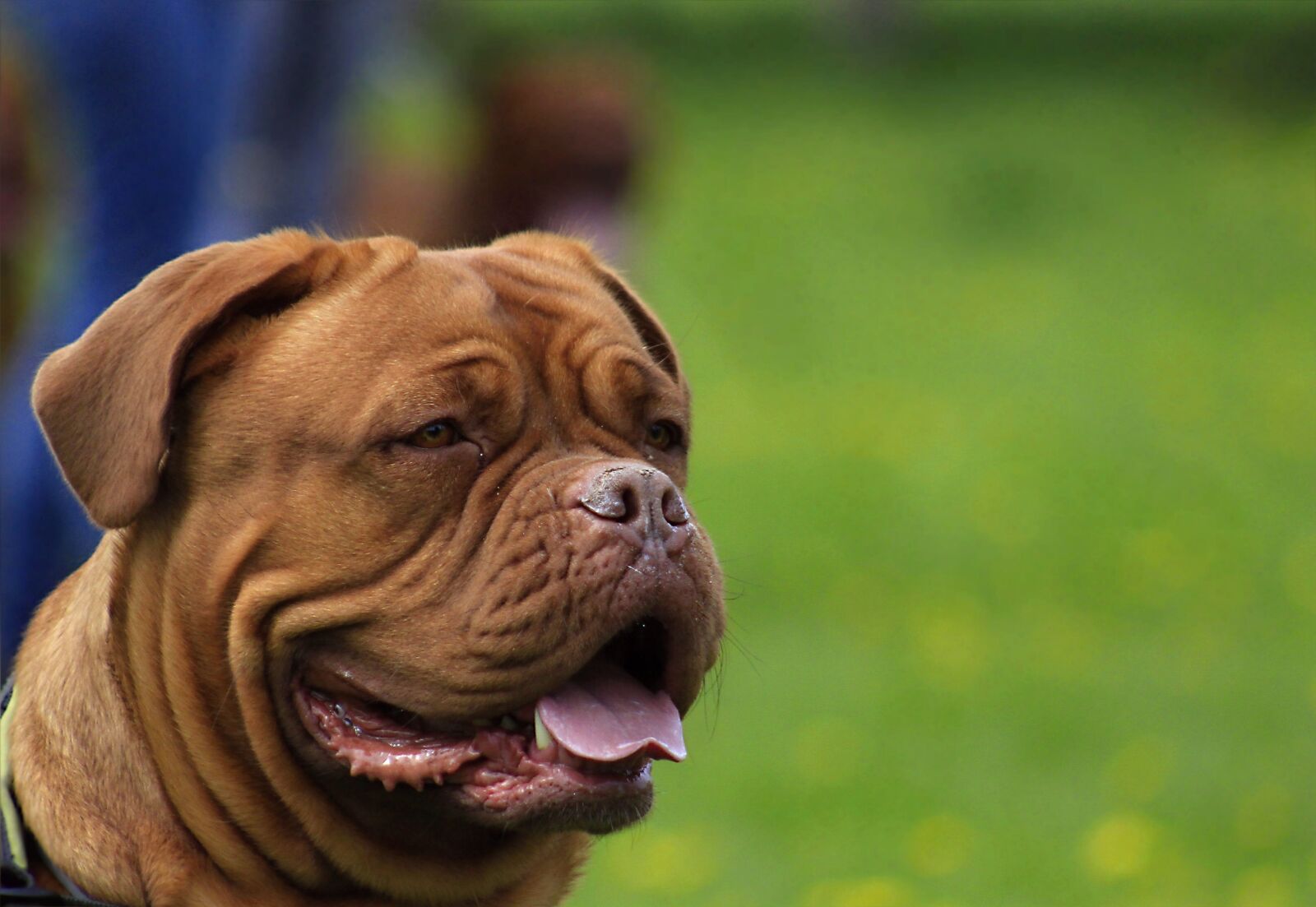 Canon EOS 600D (Rebel EOS T3i / EOS Kiss X5) + Canon EF 75-300mm f/4-5.6 sample photo. Bordeaux, dog, dogue photography