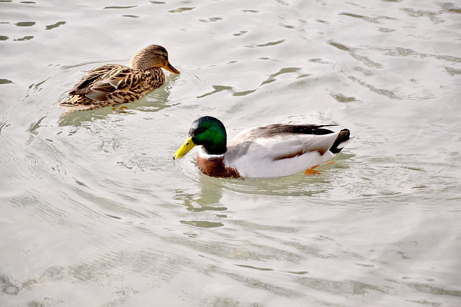 Nikon D3300 sample photo. Pair of ducks, lovers photography