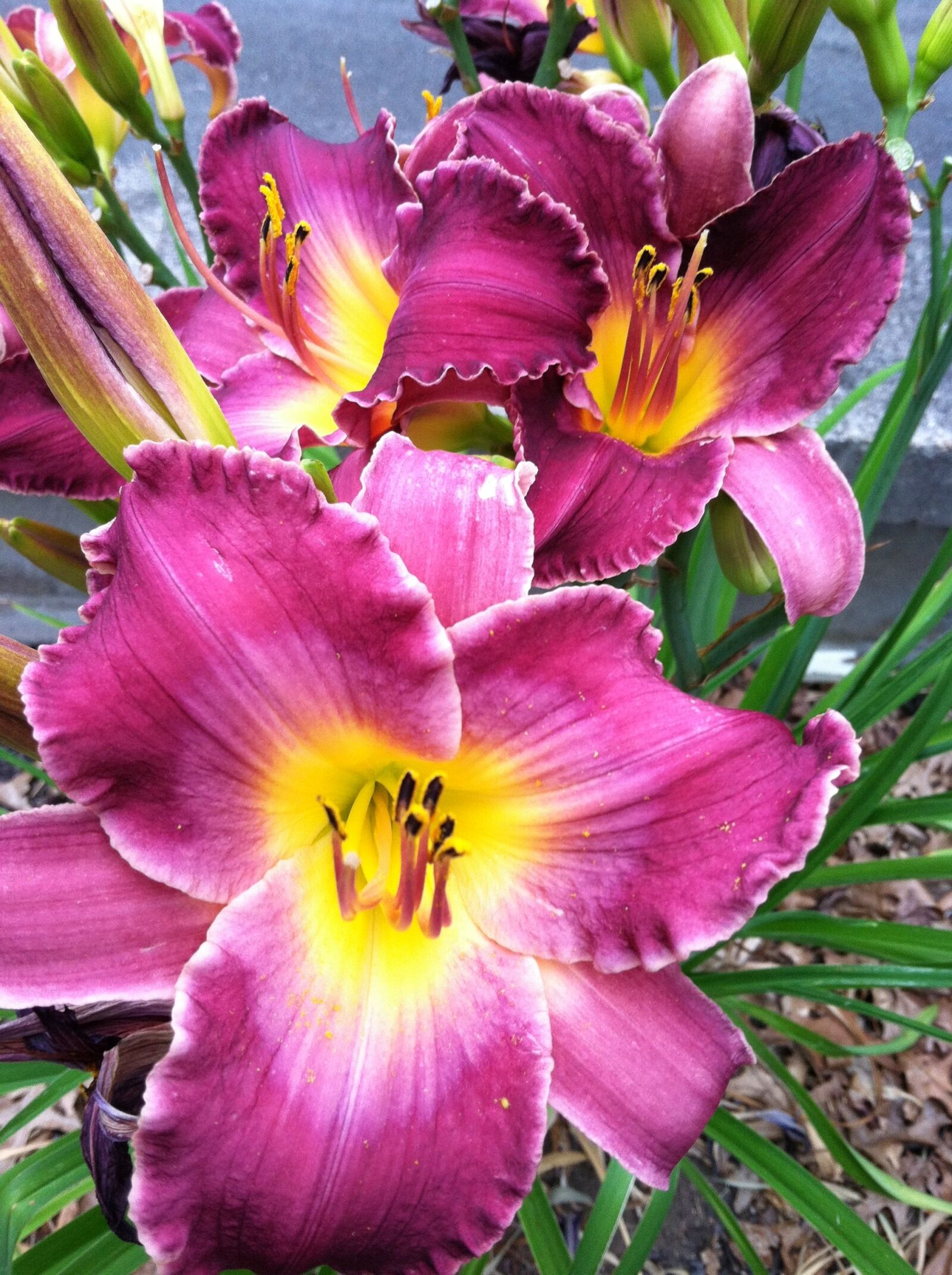 Apple iPhone 4 sample photo. Flowers, spring, spring flower photography