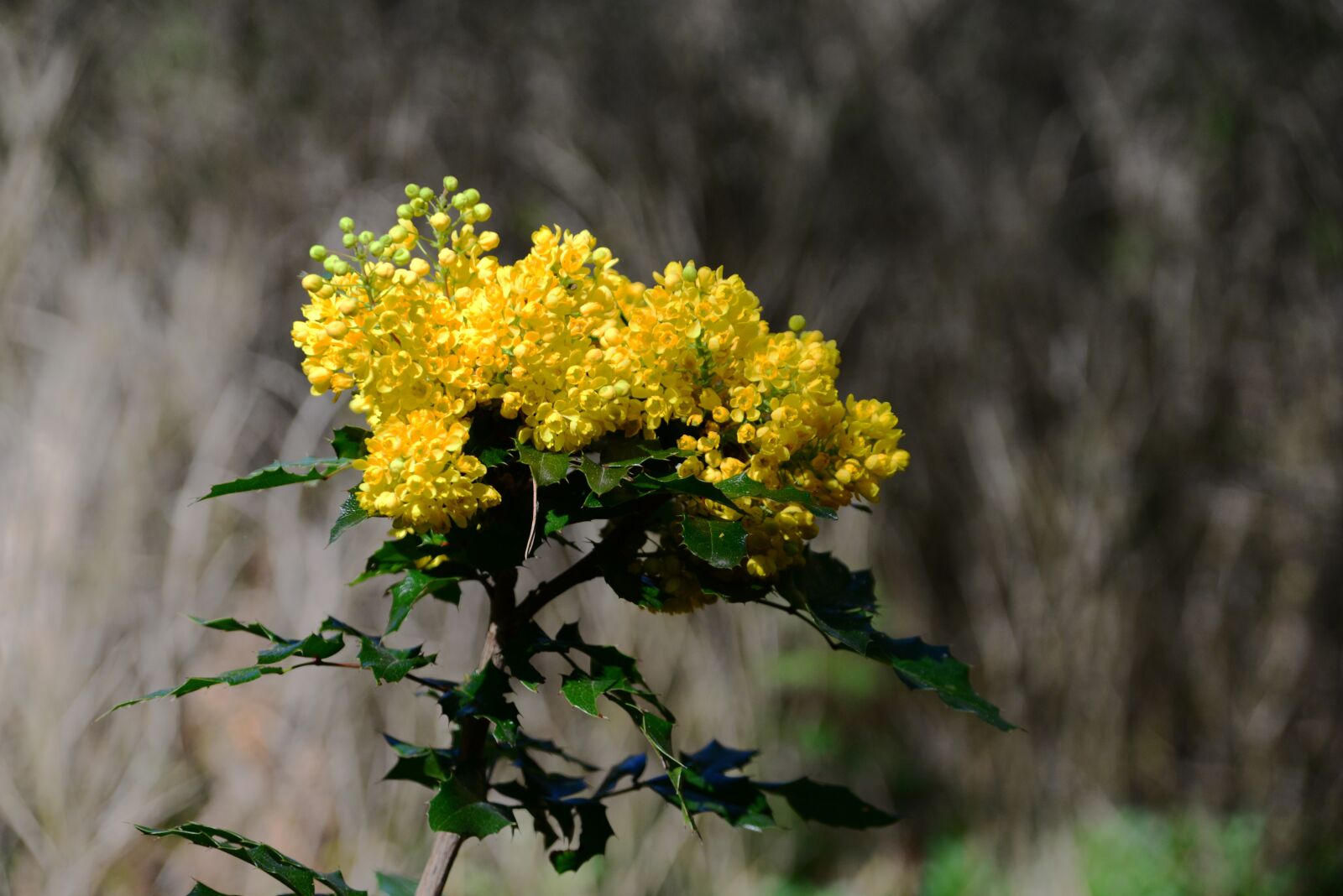 Nikon D610 sample photo. Mahogany, ornamental shrub, plant photography