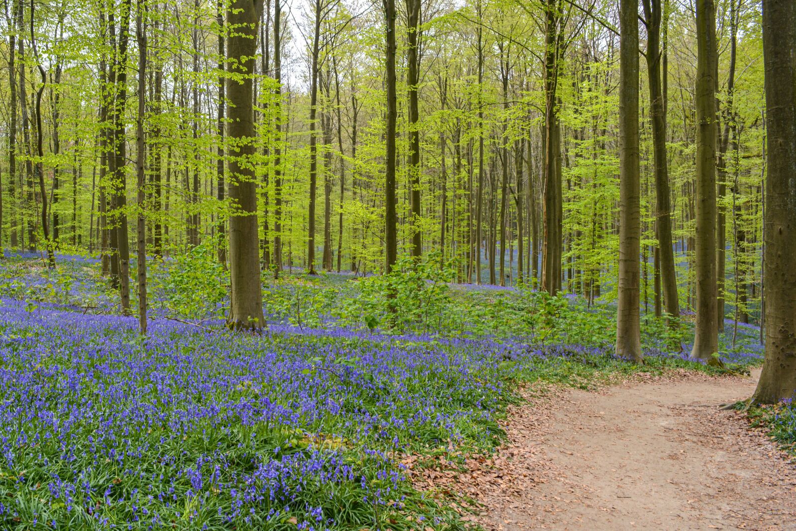 Nikon D5200 sample photo. Nature, forest, hallerbos photography