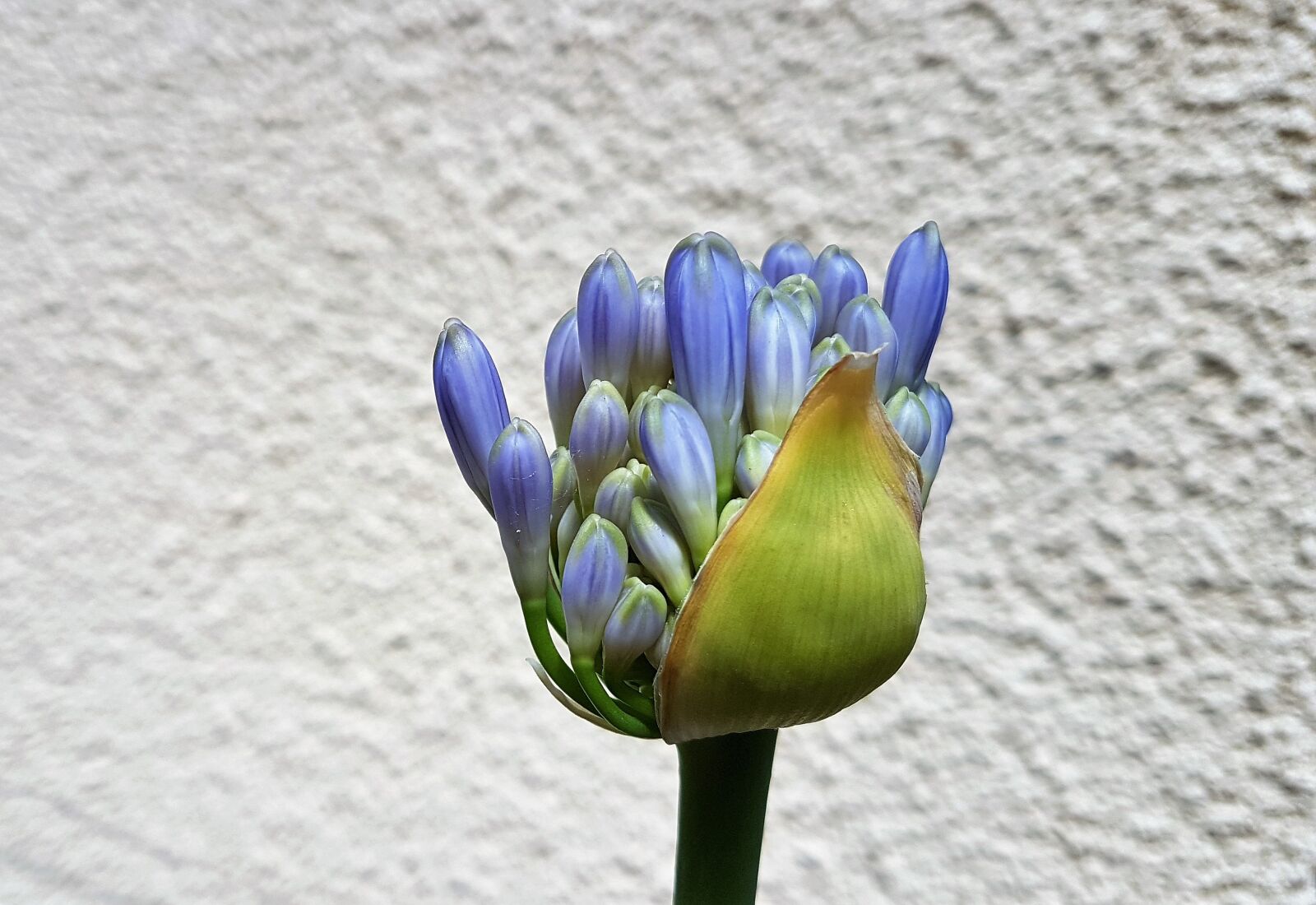 Samsung Galaxy S7 Edge sample photo. Flower, floral, plant photography