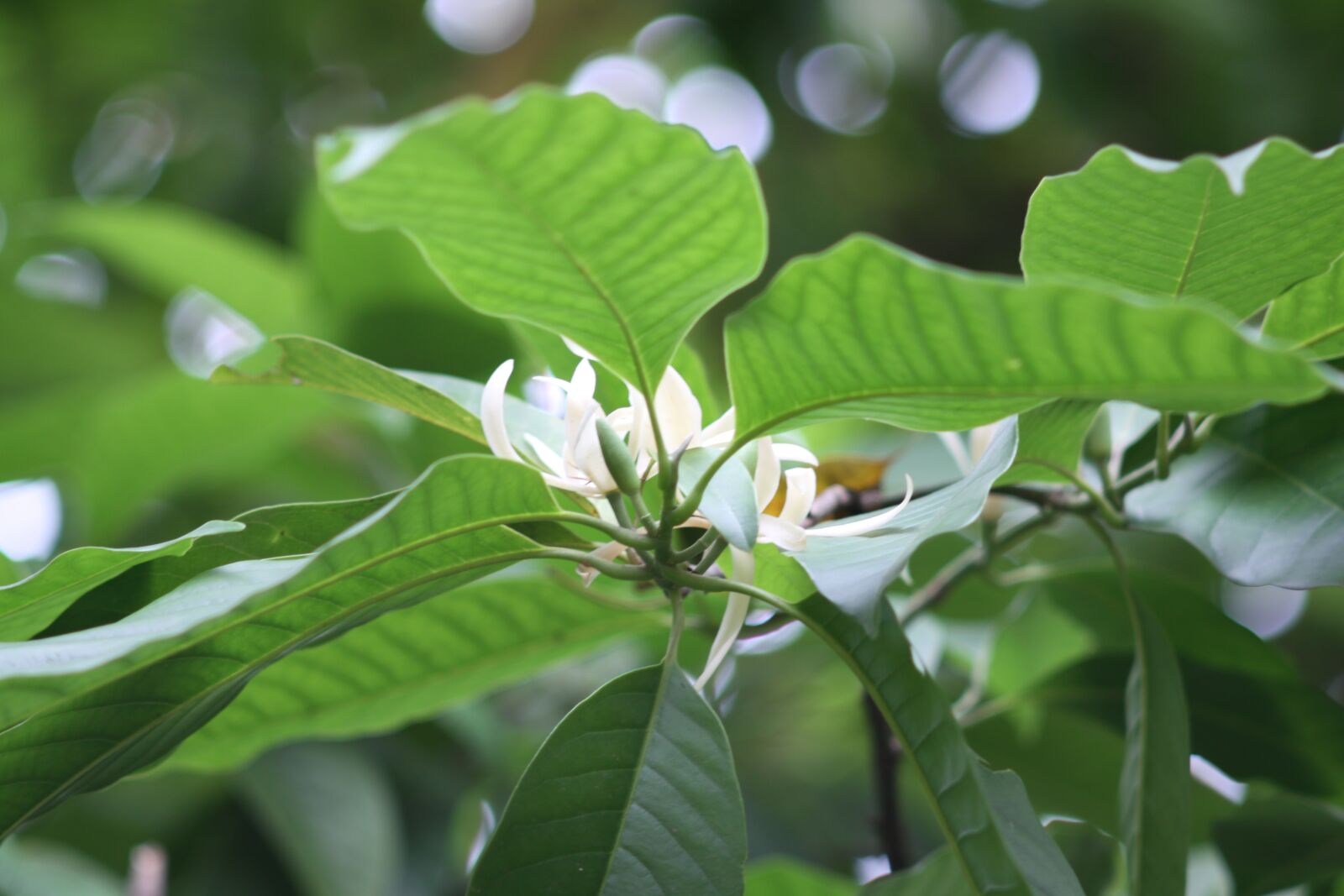 Canon EOS 50D sample photo. White champaca, mf lens photography
