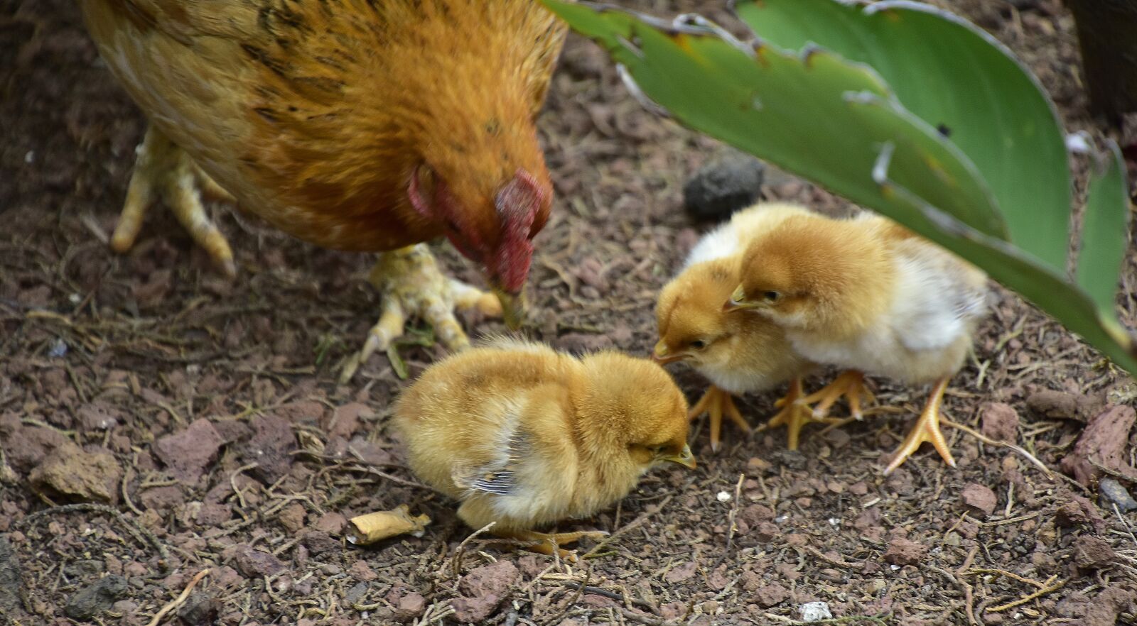 Nikon D7200 sample photo. Birds, poultry, plumage photography