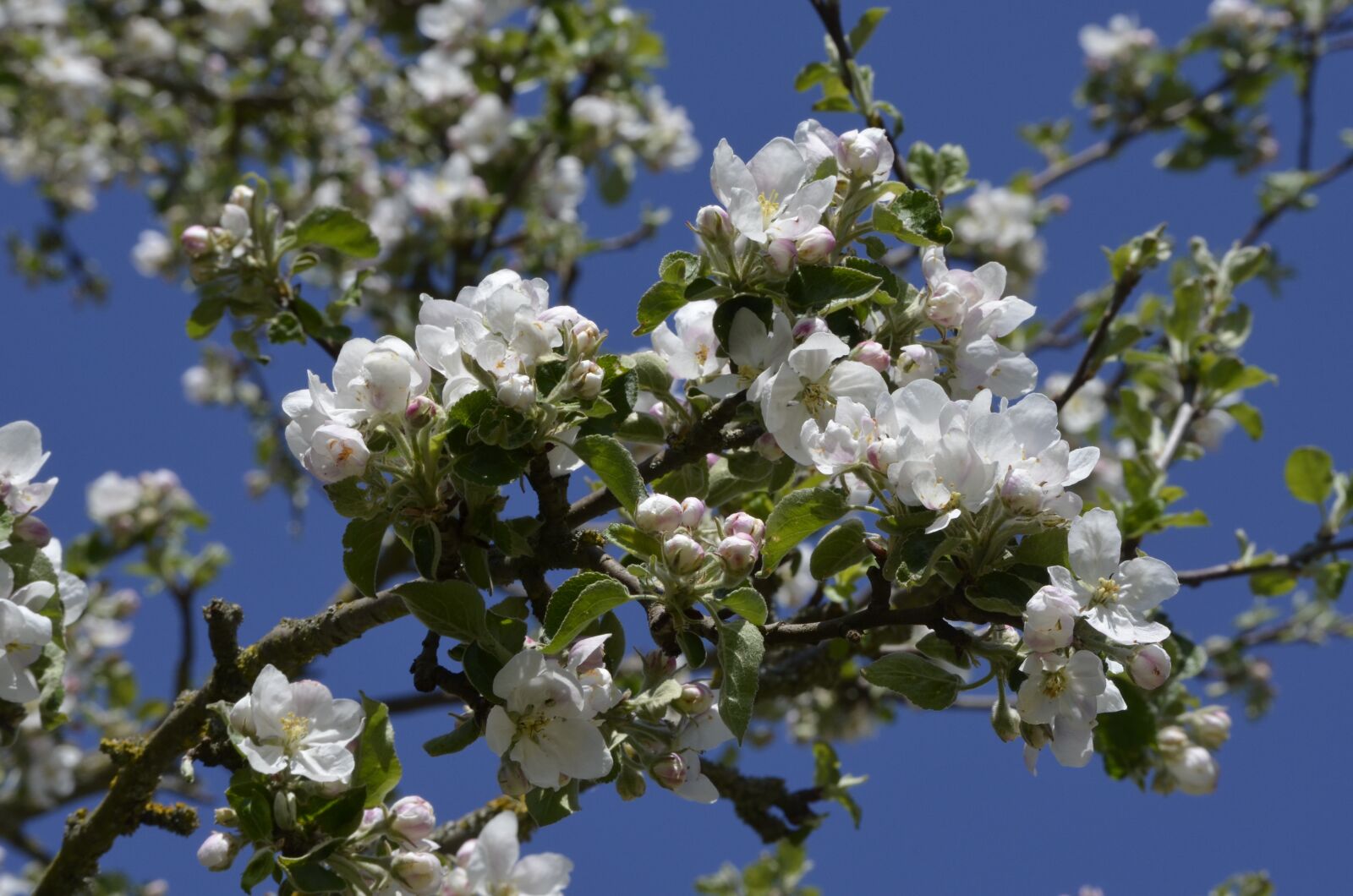 Nikon D5100 sample photo. Fruit tree, apple tree photography