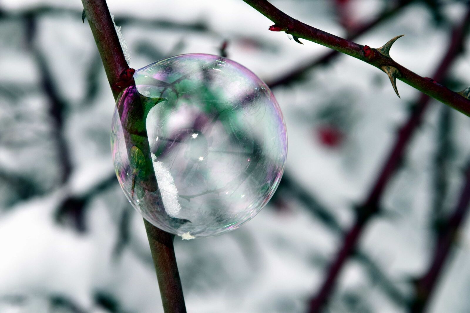 Nikon D3300 sample photo. Branch, rose, frost, snow photography