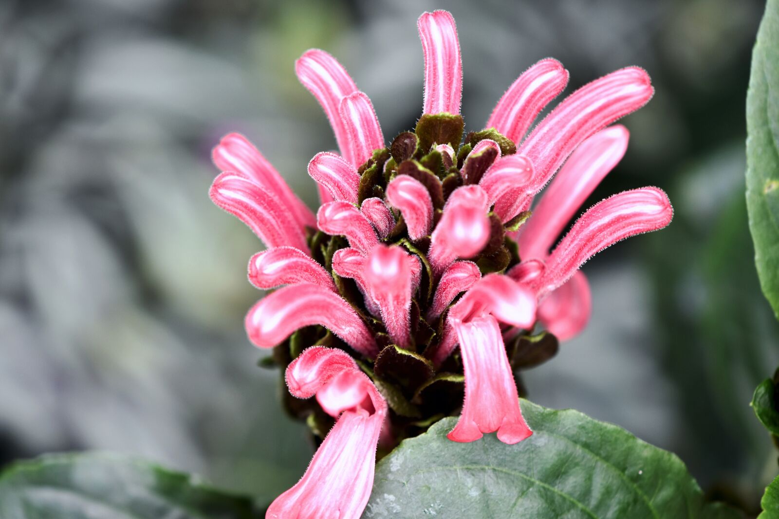 Nikon D5500 sample photo. Botany, flower, tropical photography