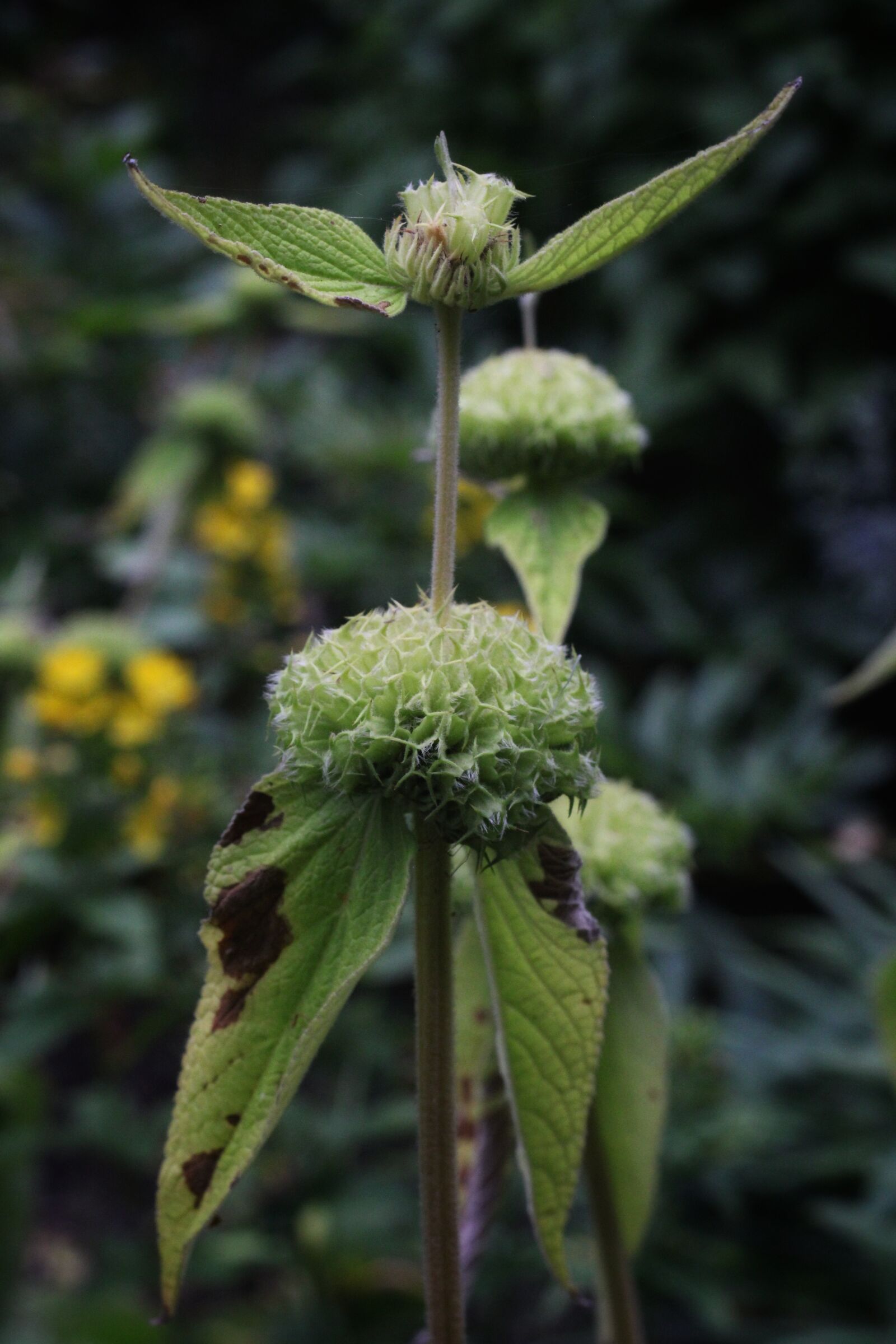 Canon EOS 2000D (EOS Rebel T7 / EOS Kiss X90 / EOS 1500D) sample photo