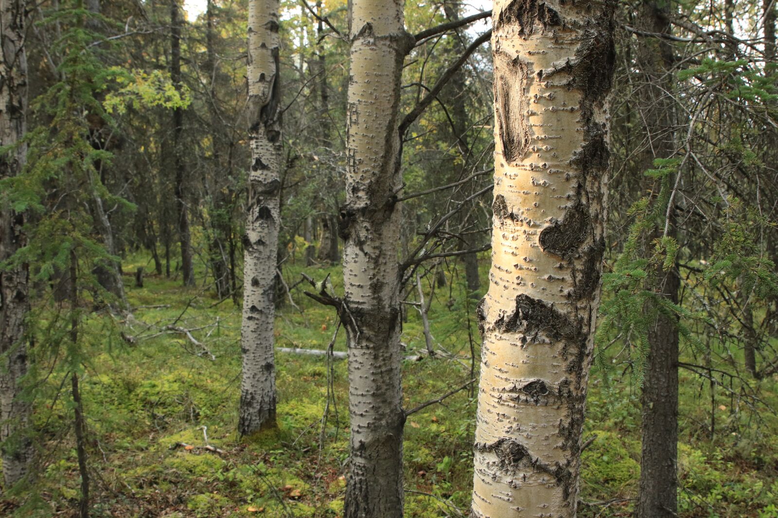Canon EOS 7D Mark II sample photo. Forest, trees, birch photography