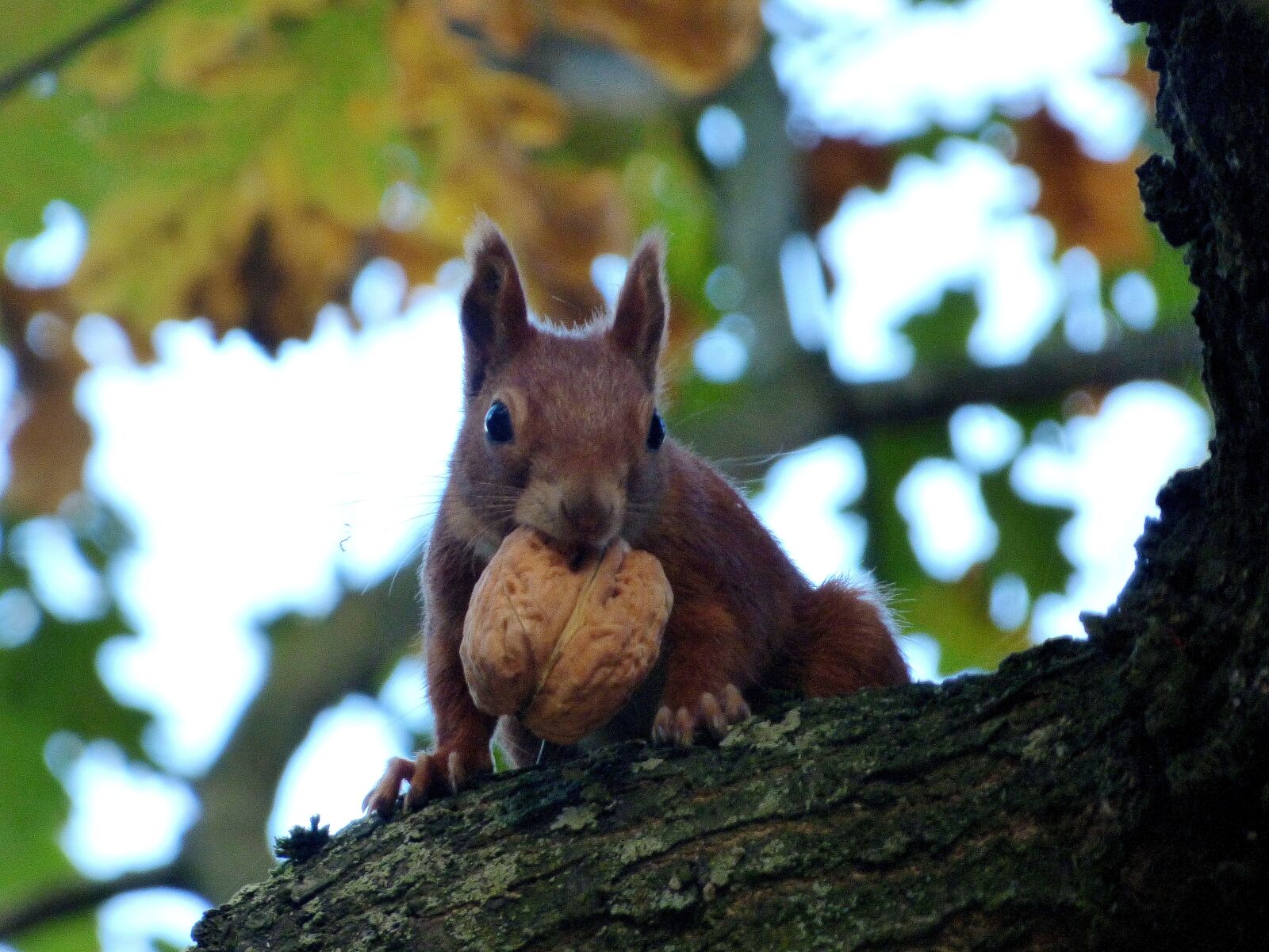 Panasonic DMC-FZ72 sample photo. Walnut, nature, the squirrel photography