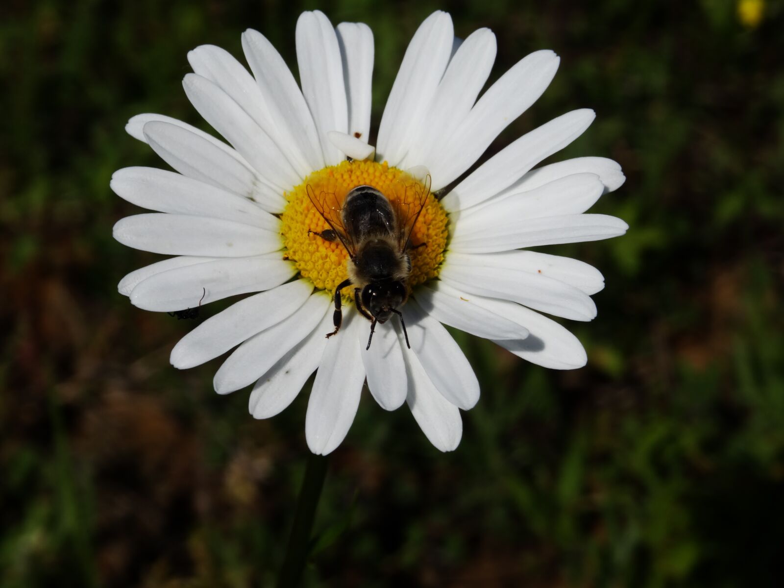 Sony DSC-HX50 sample photo. Flowers, warm, nature photography
