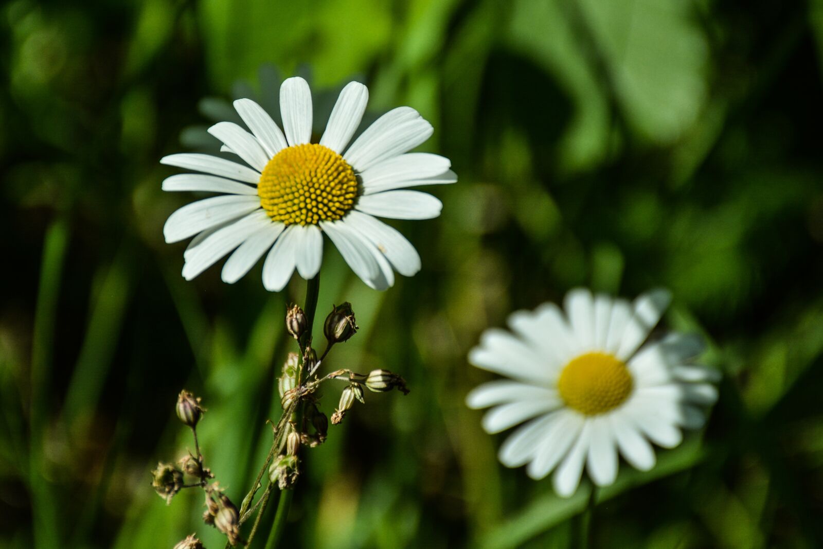 Nikon D5200 sample photo. Daisy, flower, green photography