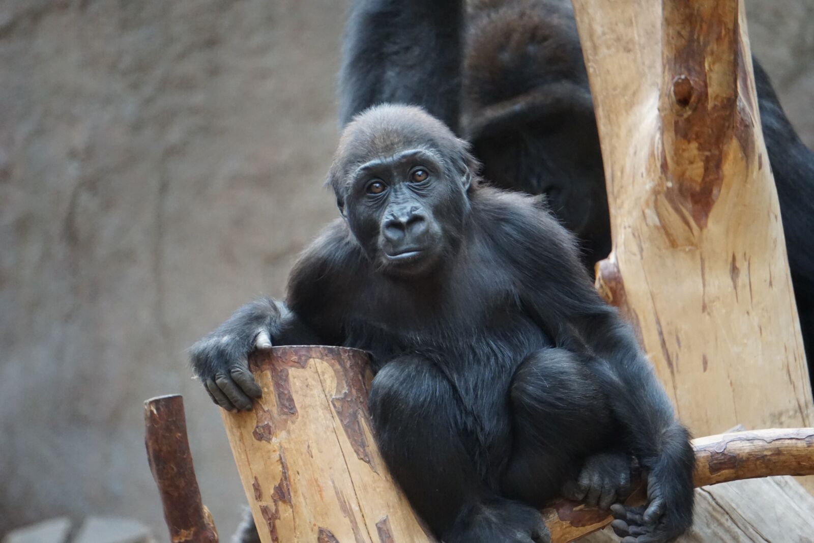 Sony a6000 sample photo. Gorilla, monkey, animal photography