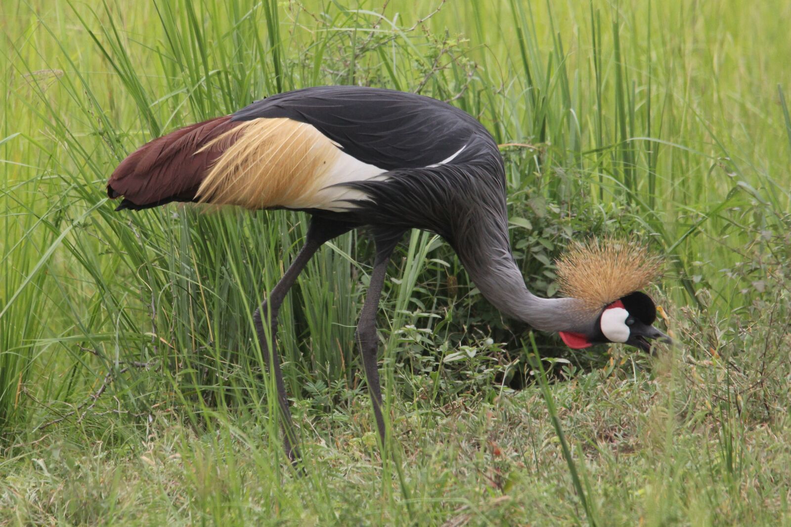 Canon EOS 60D sample photo. East african crested crane photography