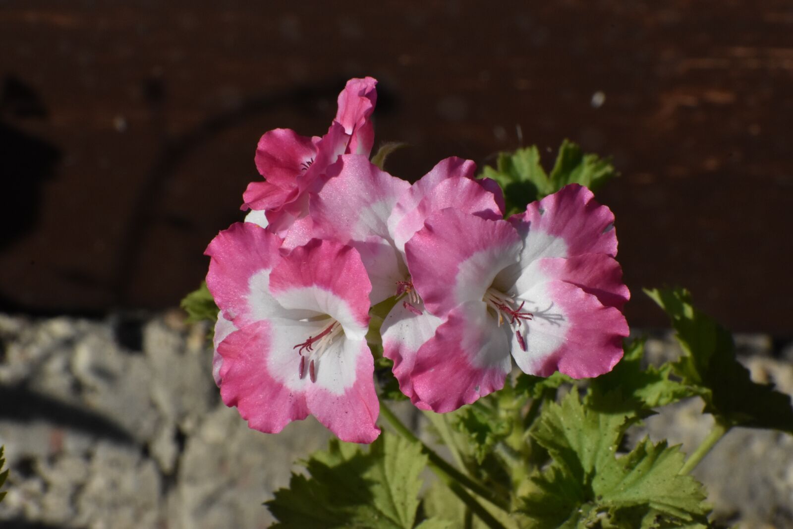 Nikon D3400 sample photo. Geranium, multicolored, garden photography